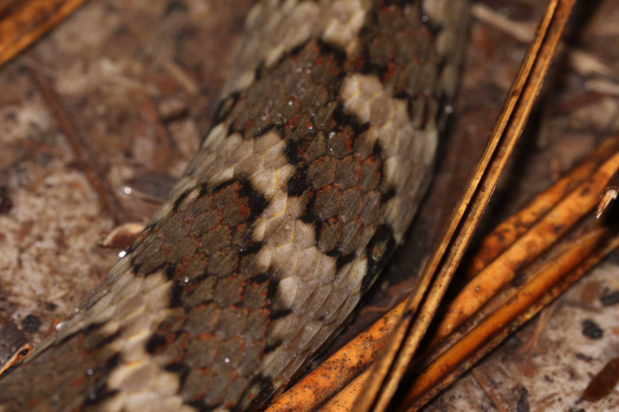 Helicops angulatus