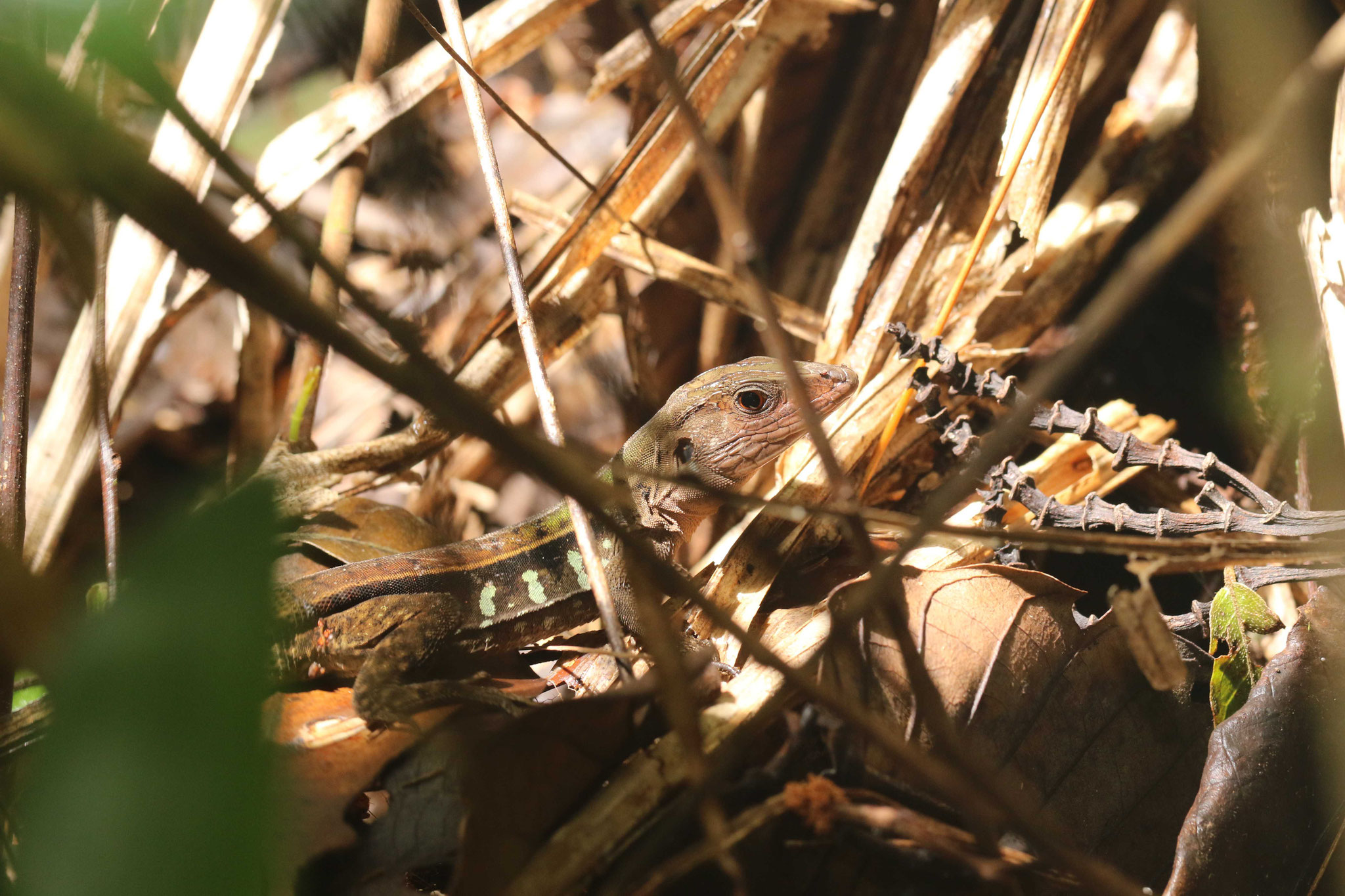 Kentropxy calcarata