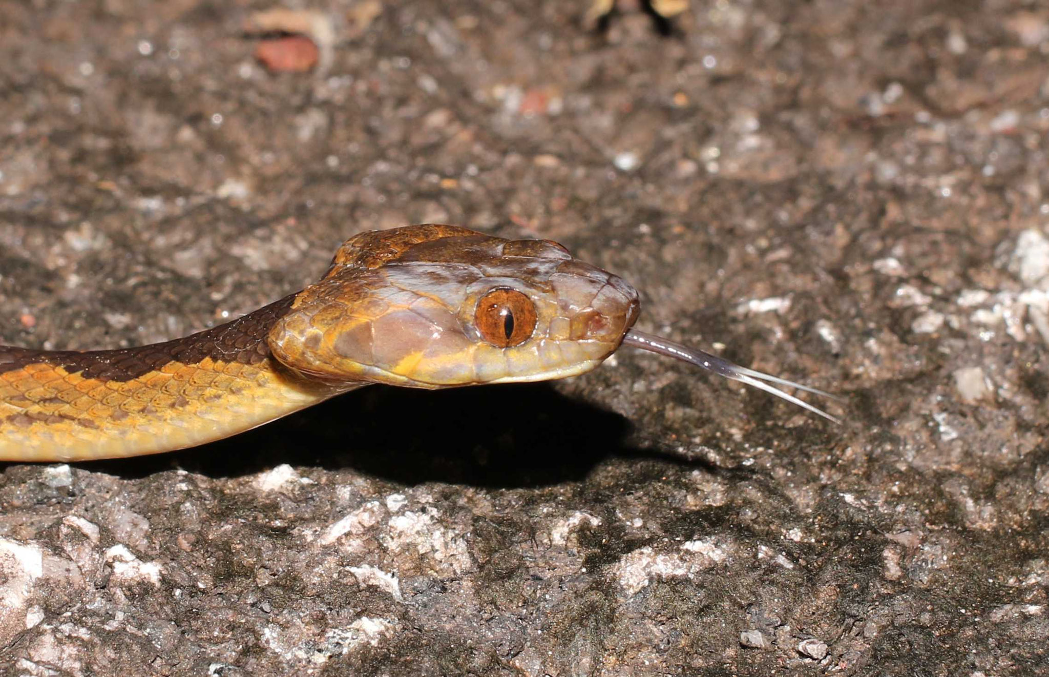 Leptodeira annulata