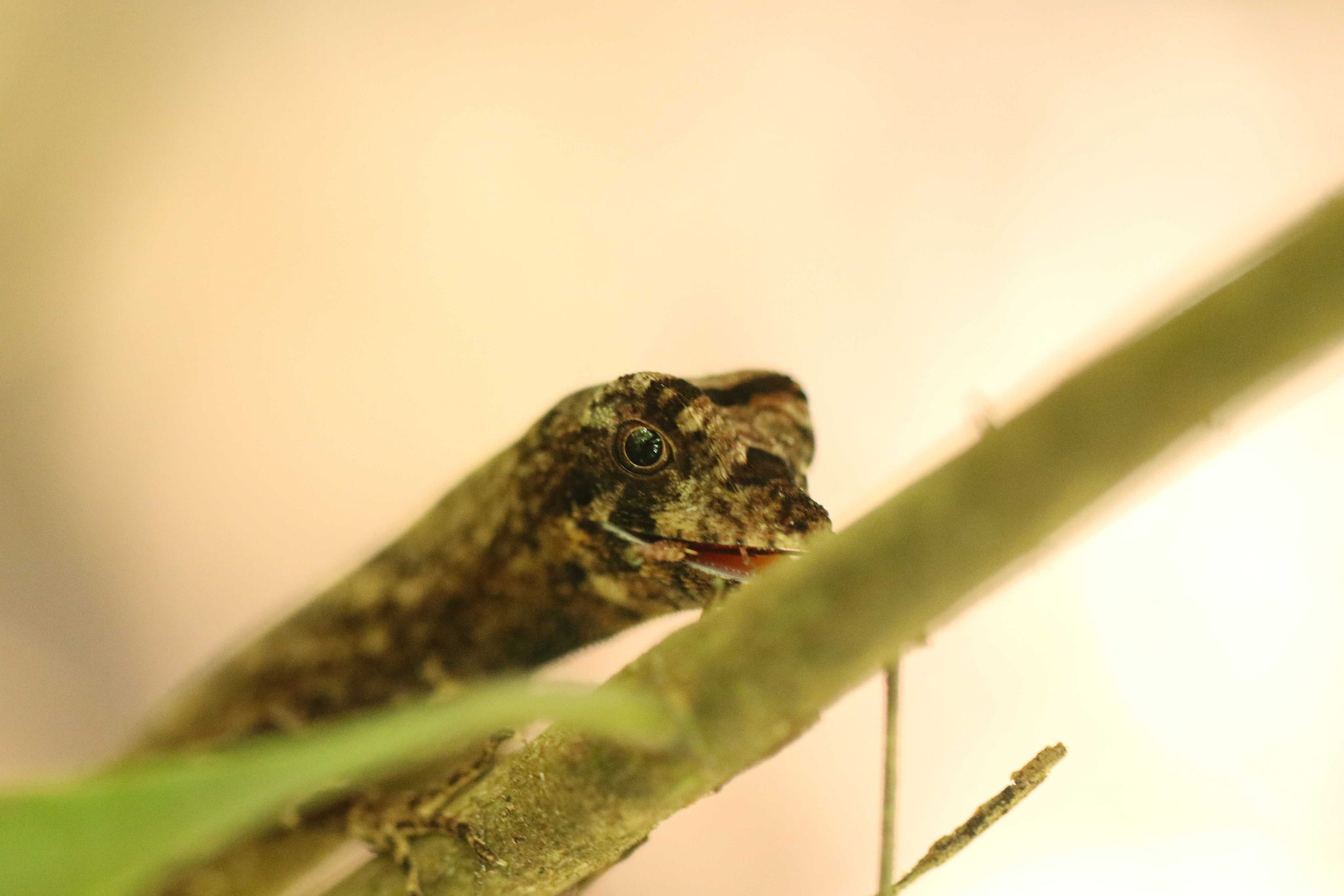 Anolis chrysolepis