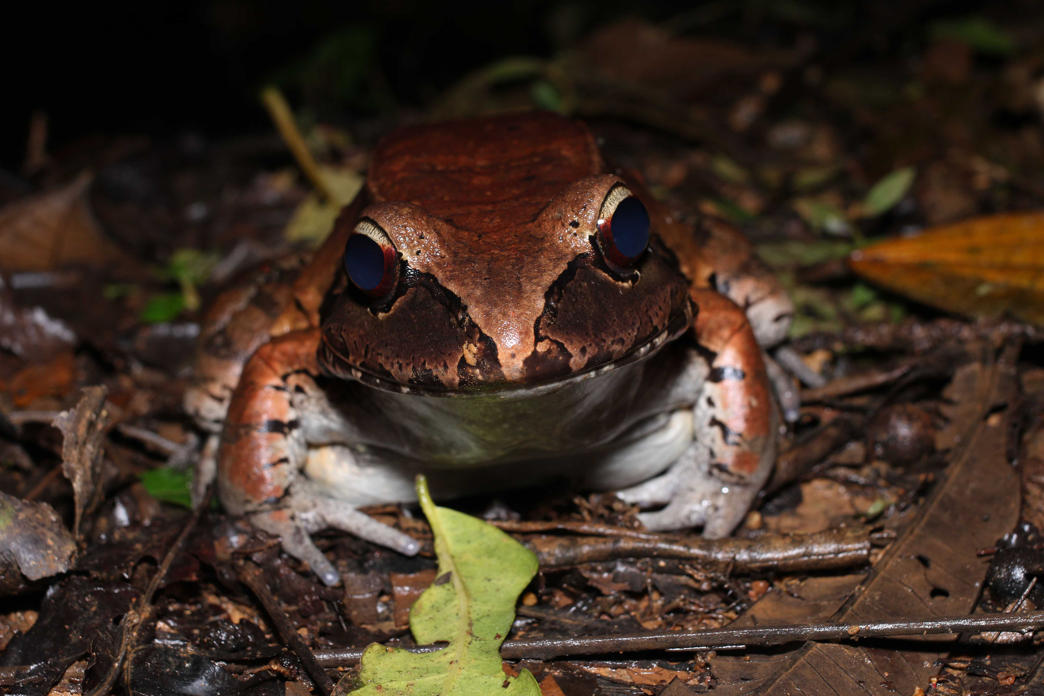 Leptodactylus knudseni