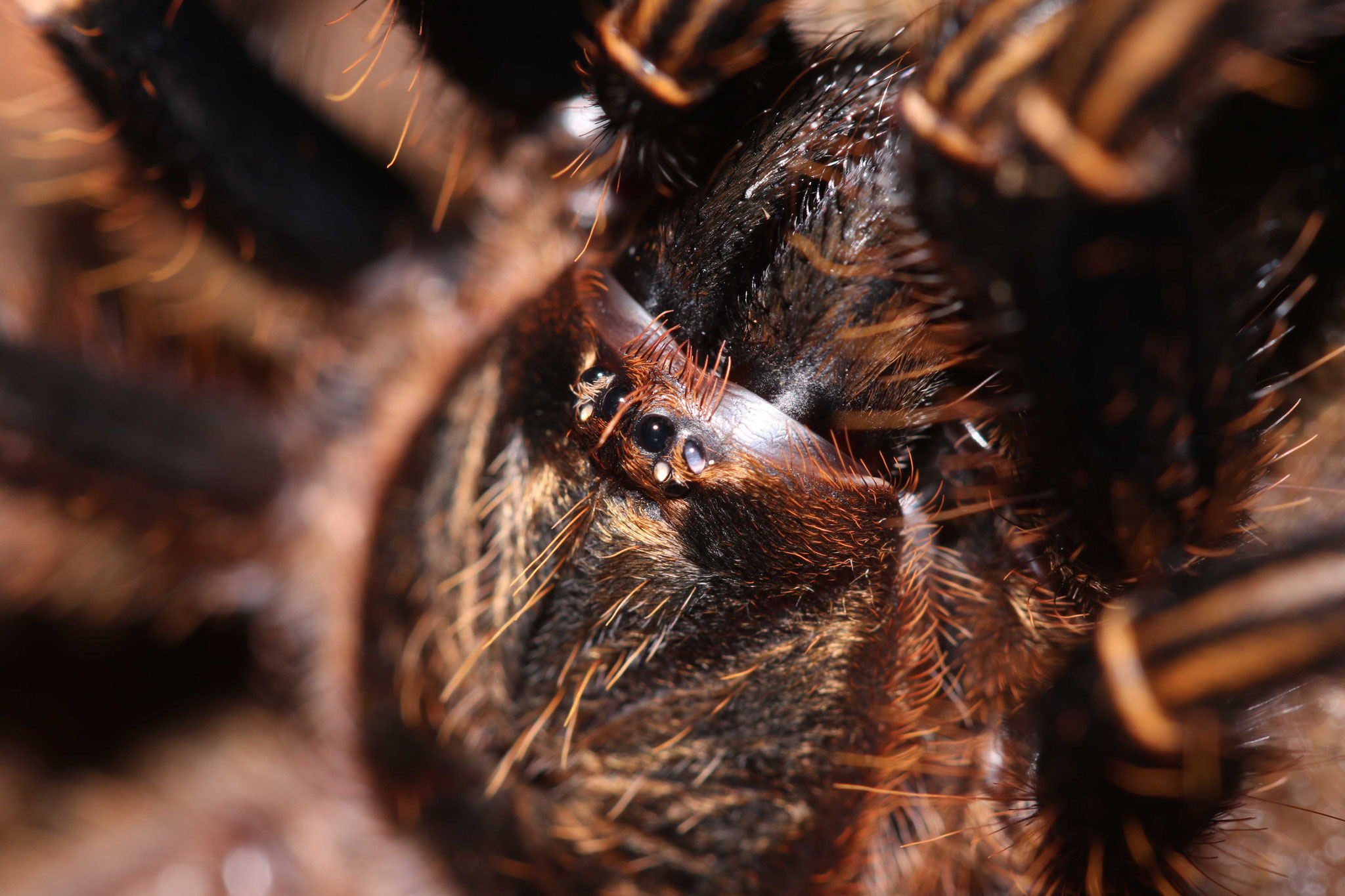 Ephebopus rufescens