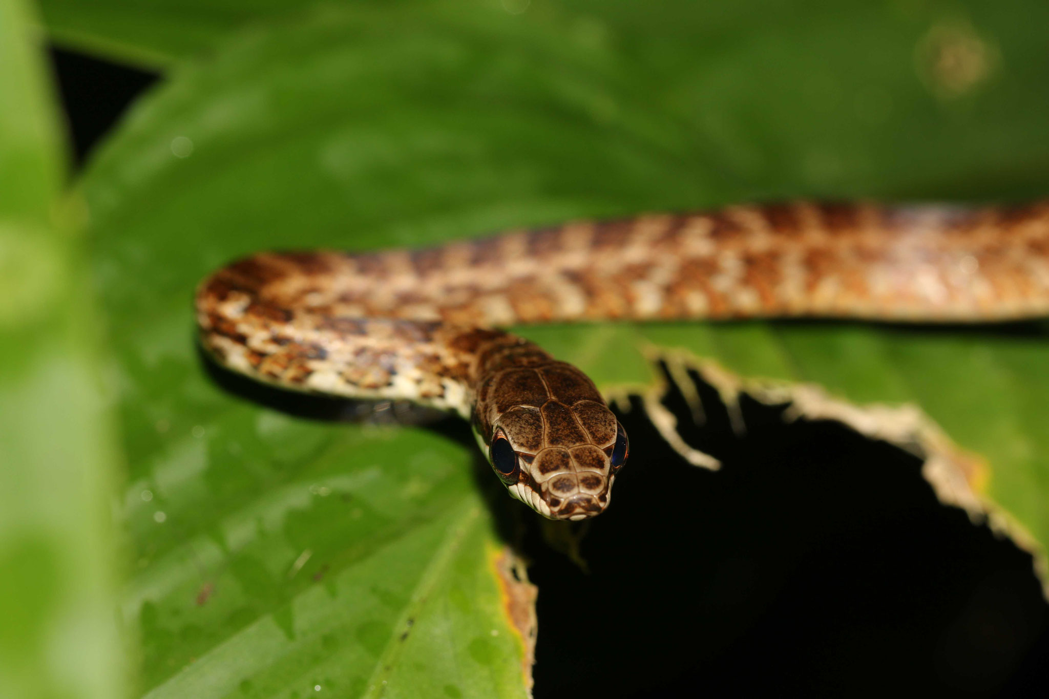 Mastigodryas boddaerti