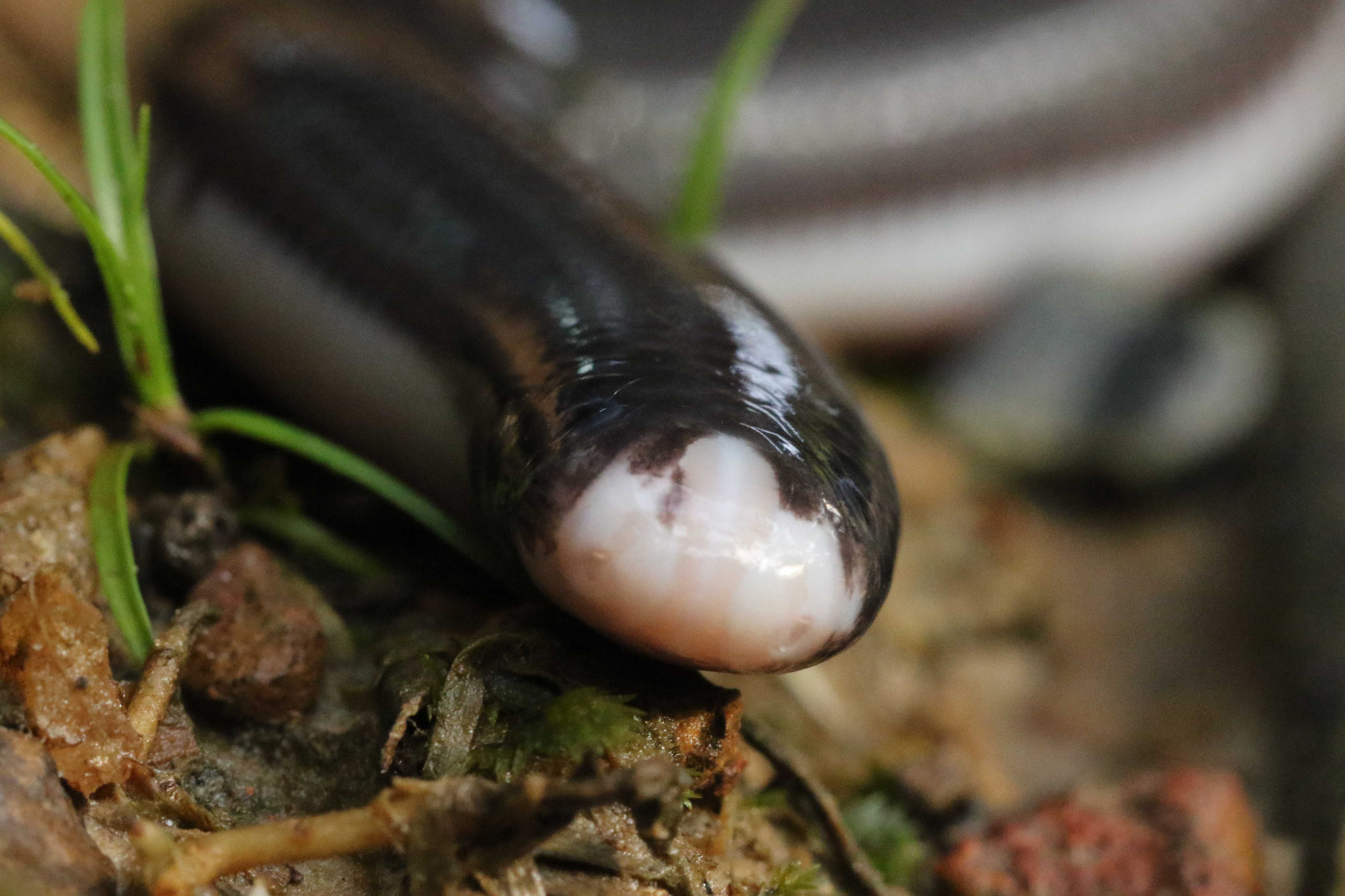 Amerotyphlops reticulatus