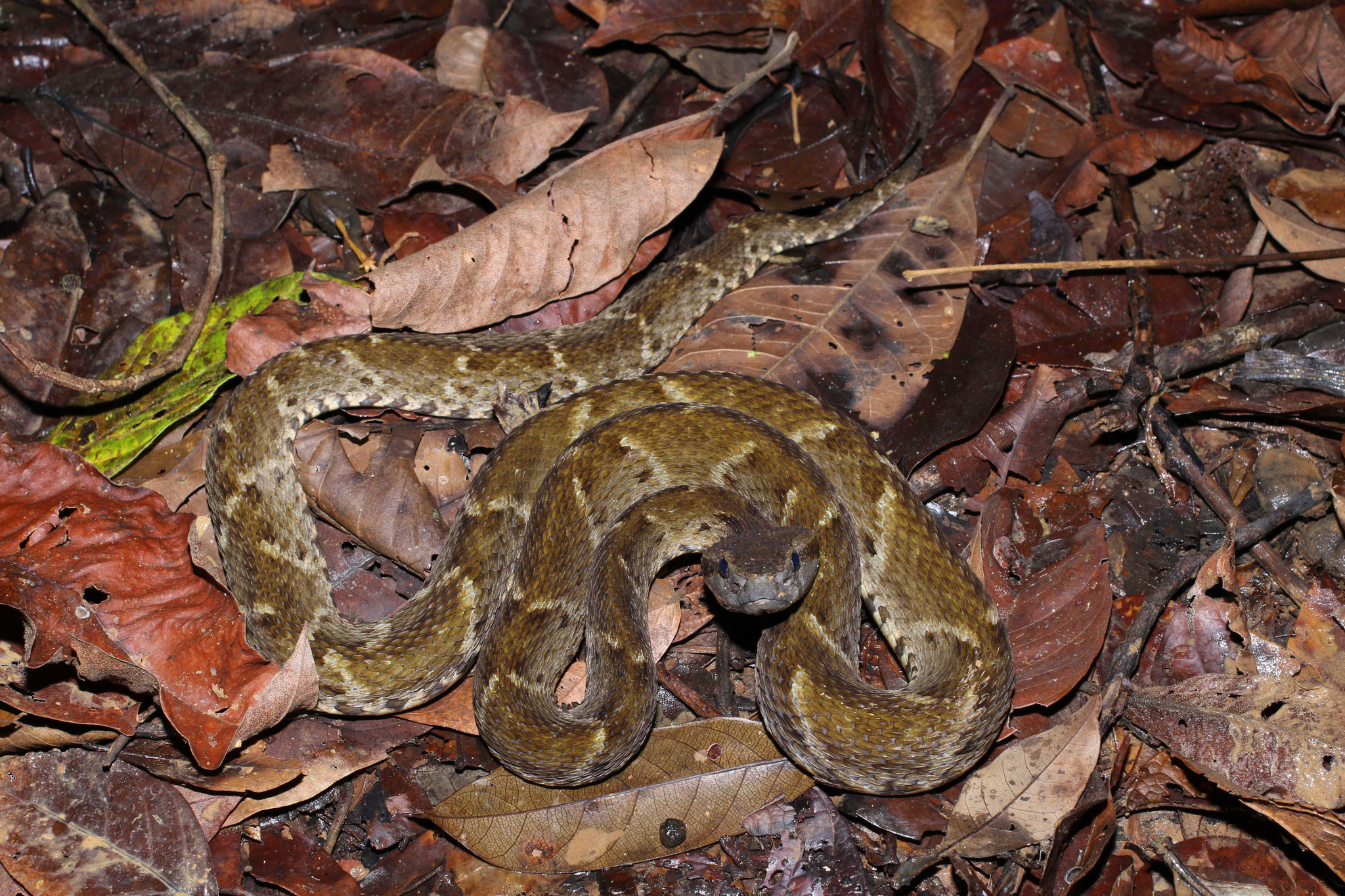 Bothrops atrox