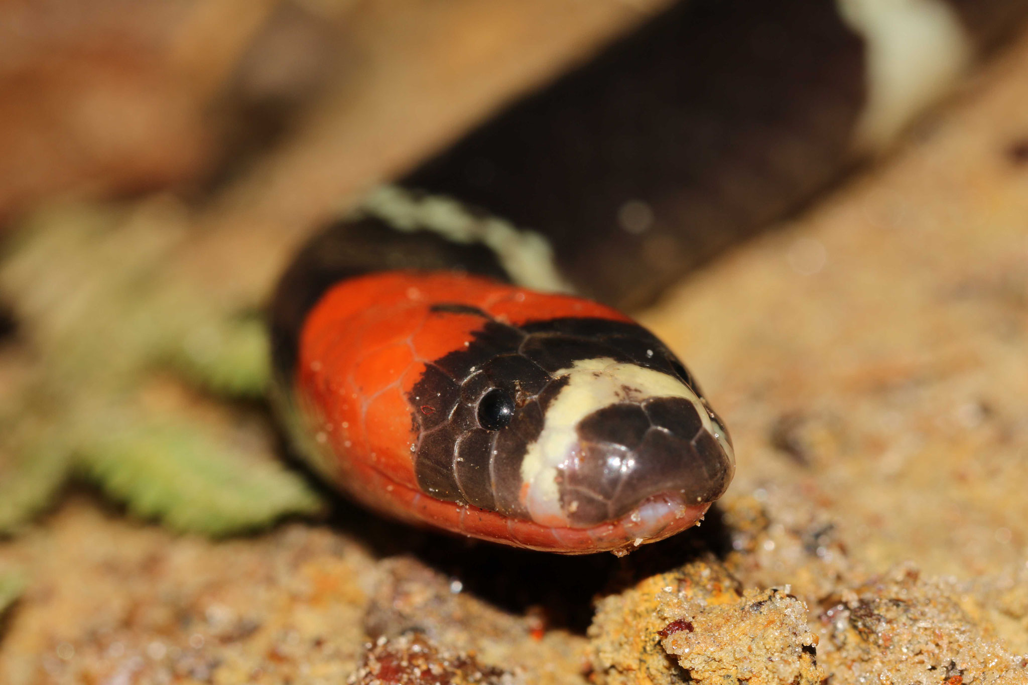 Micrurus lemniscatus