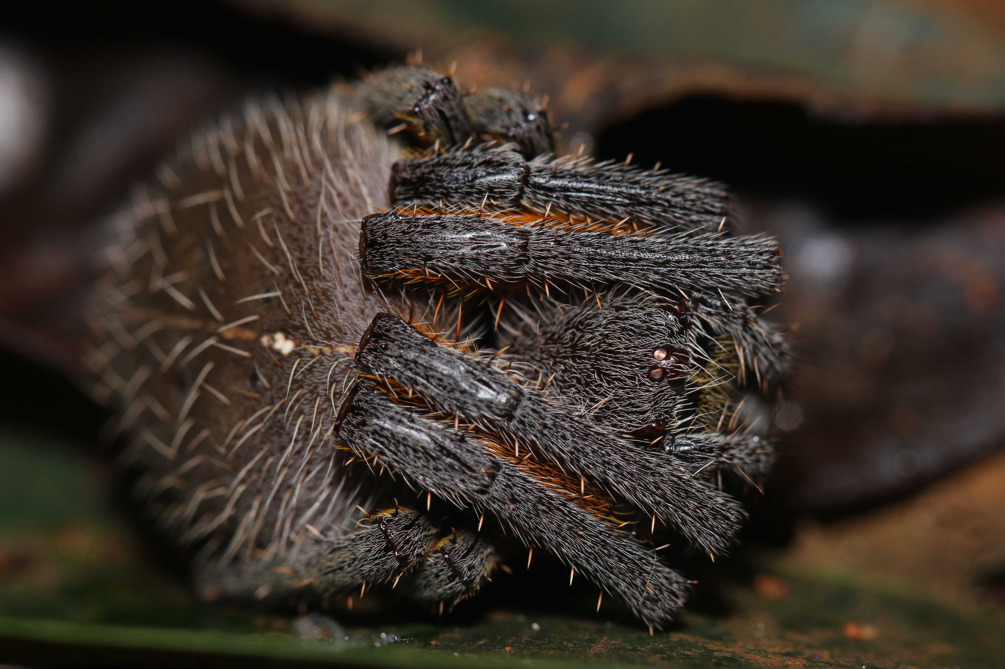 Eriophora fuliginea