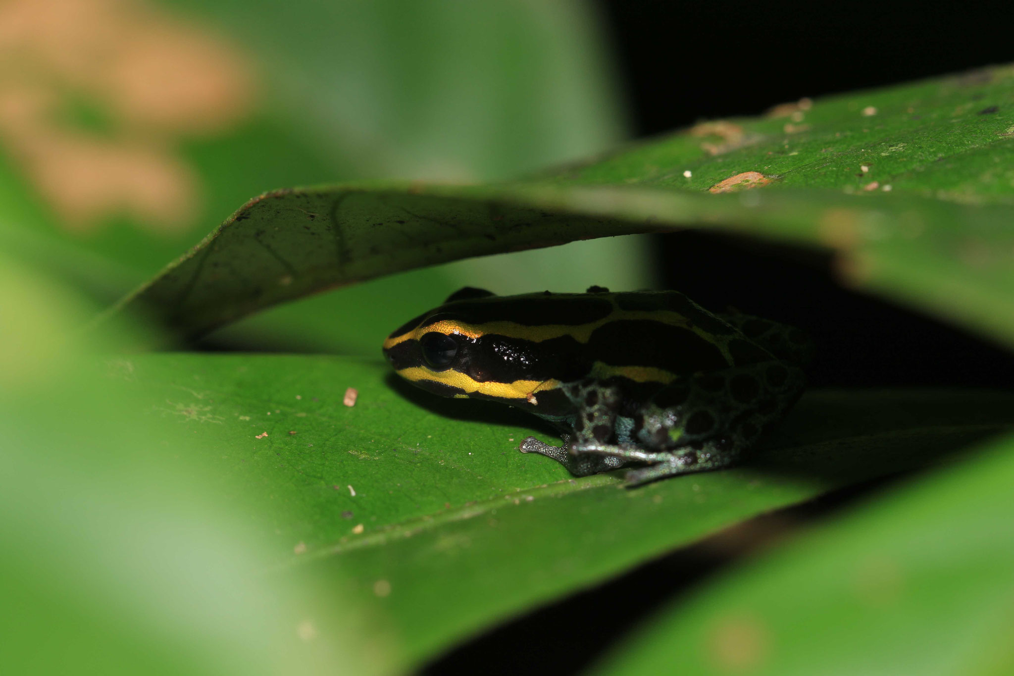 Ranitomeya amazonica