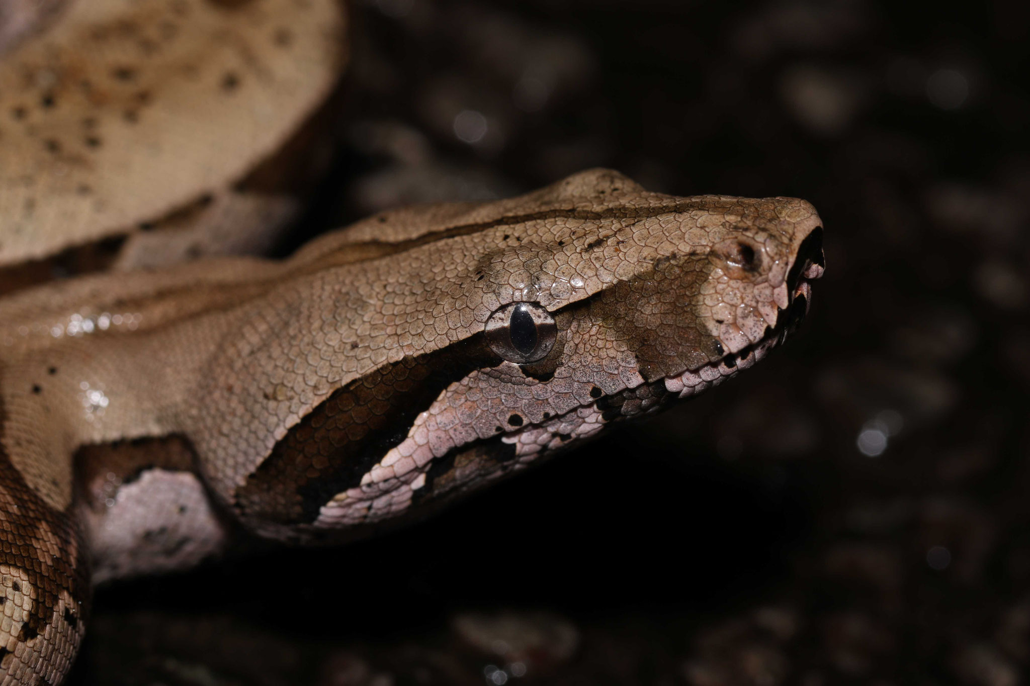 Boa constrictor