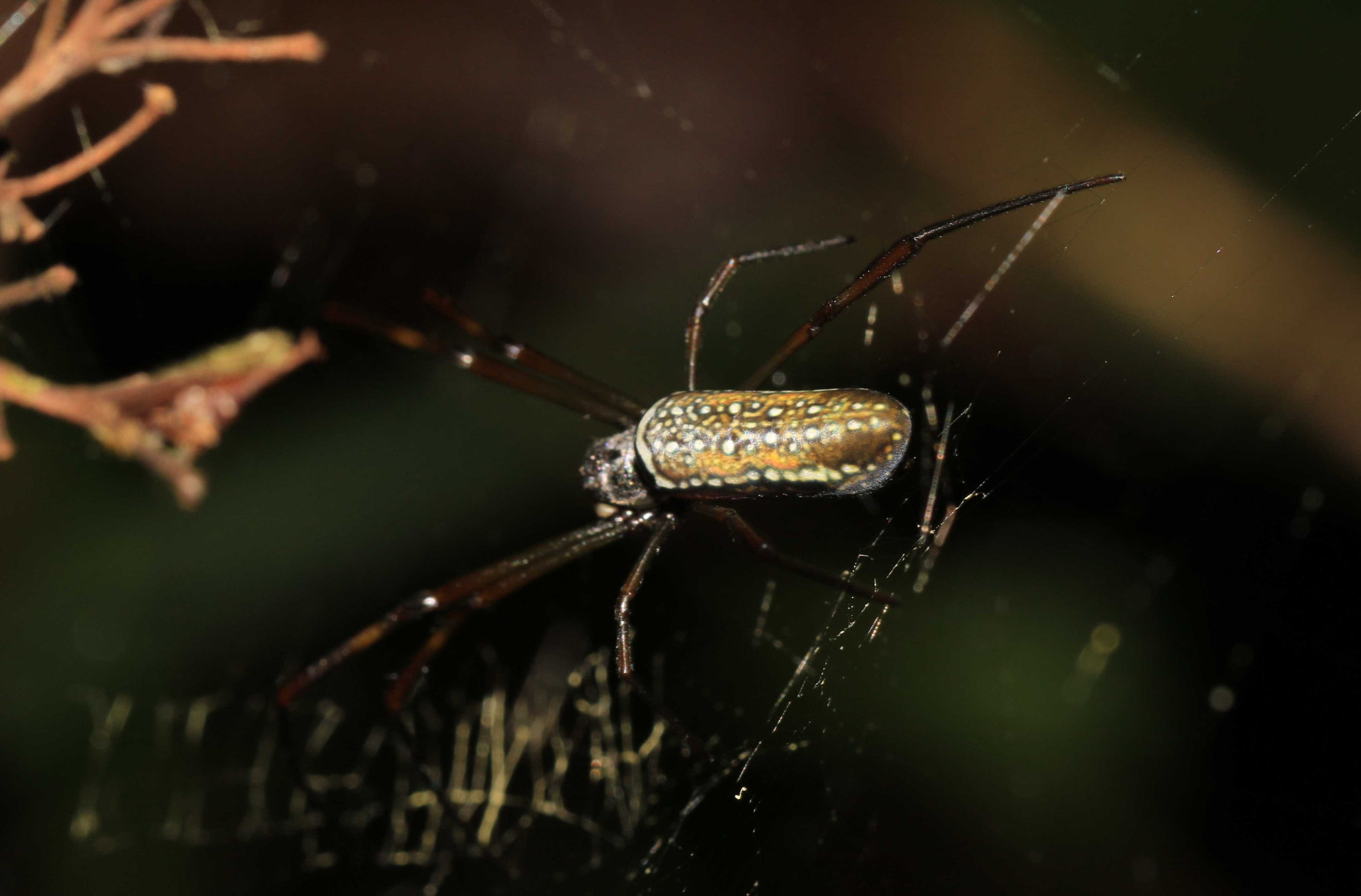 Nephila cornuta