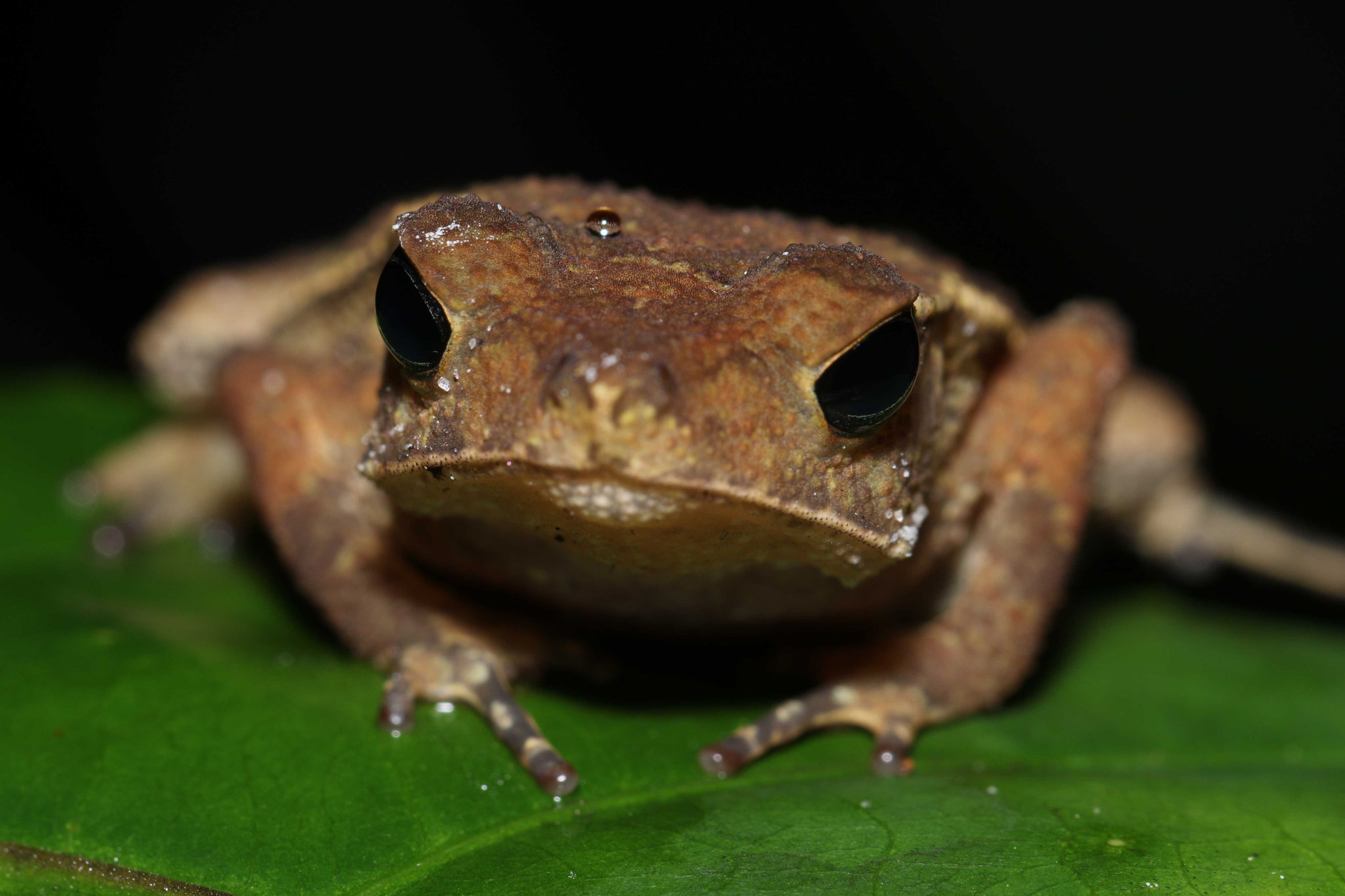 Rhinella castaneotica