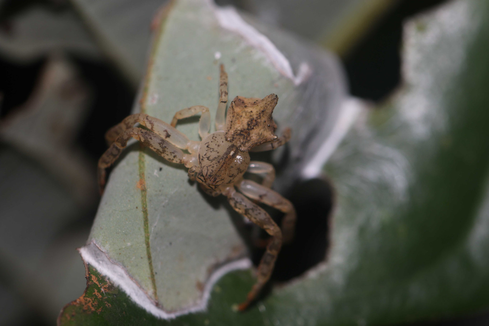 Epicadus sp