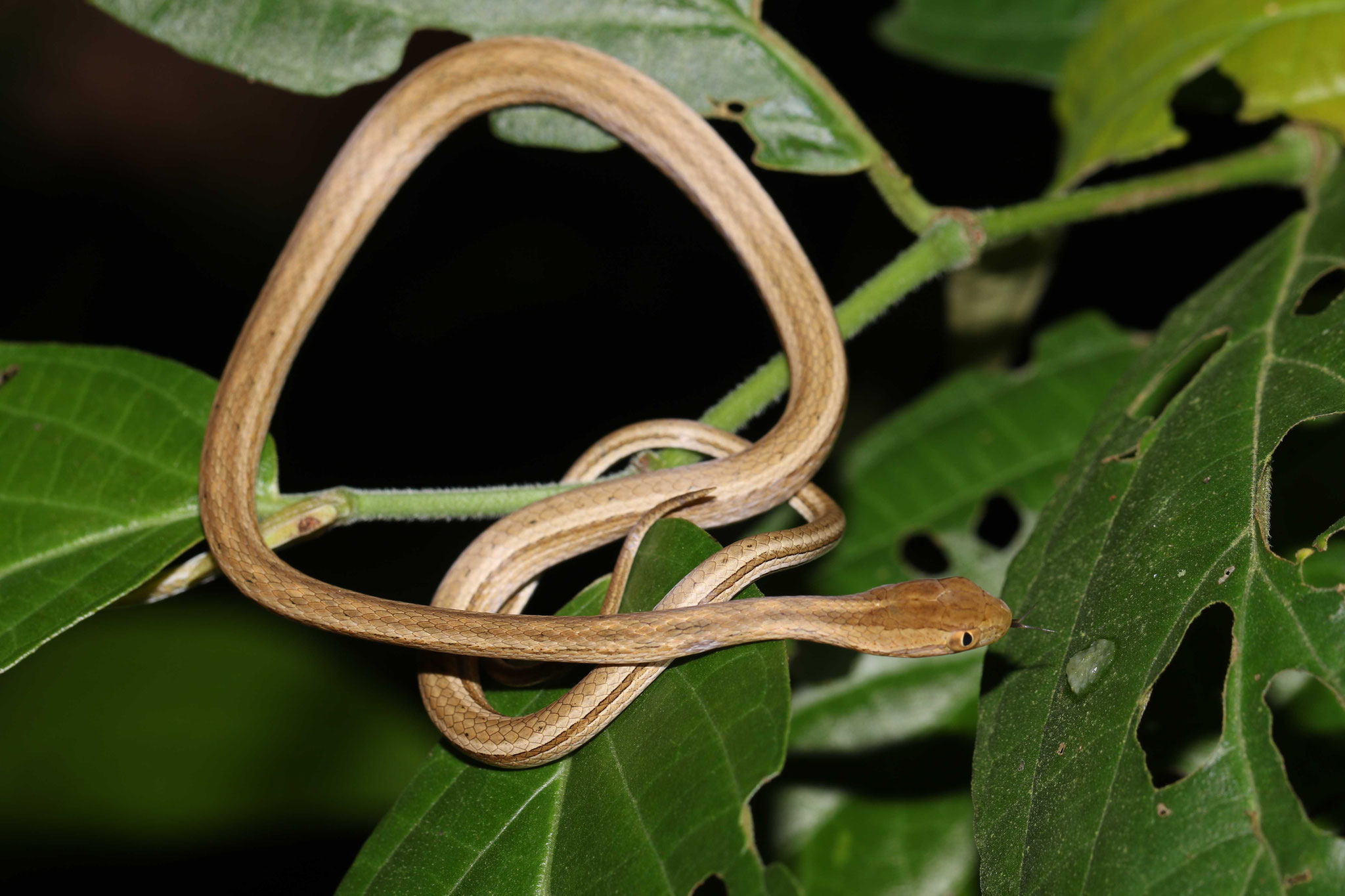 Thamnodynastes pallidus