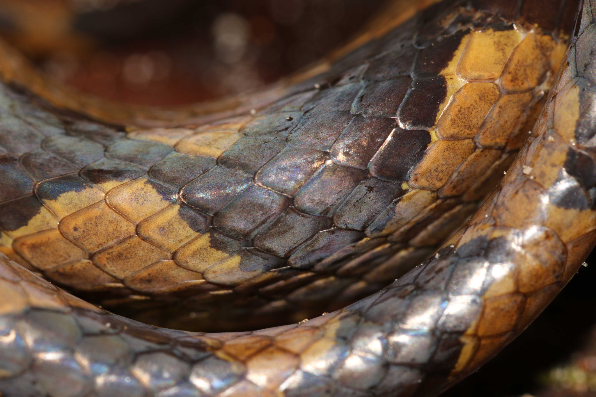 Leptodeira annulata