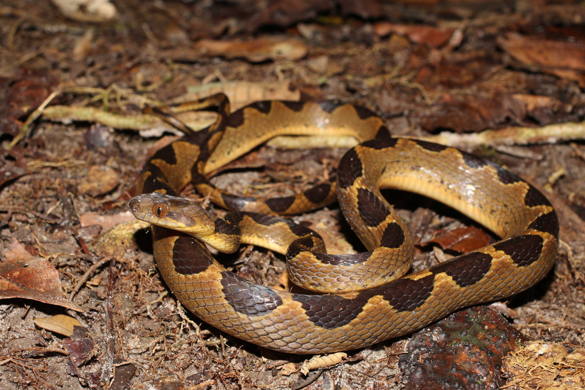 Leptodeira annulata