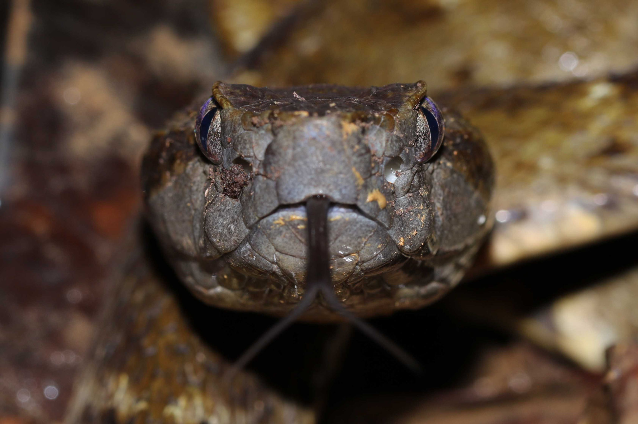 Bothrops atrox