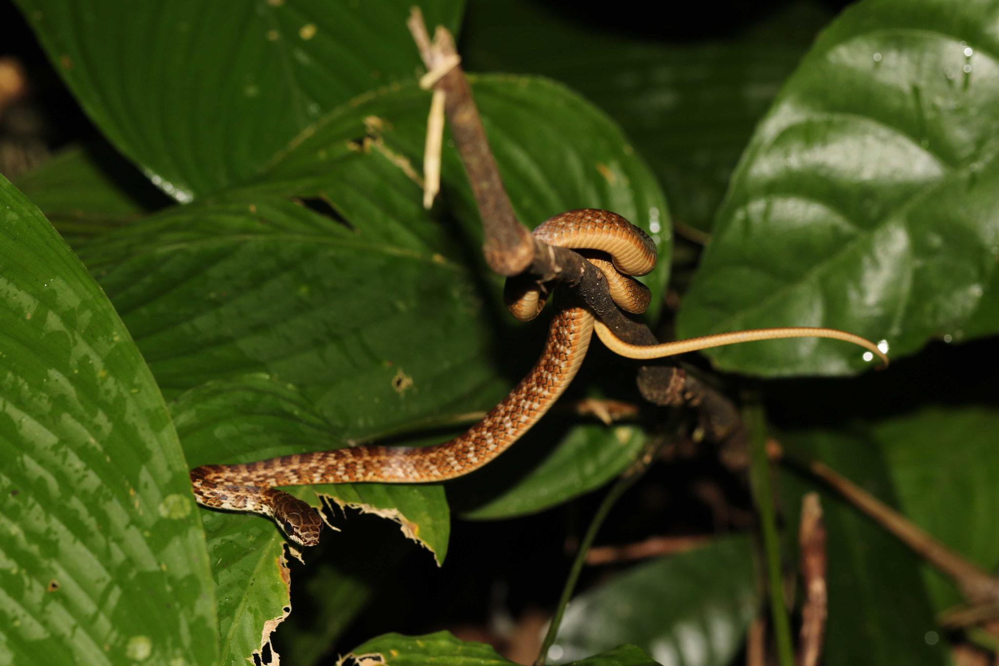 Mastigodryas boddaerti