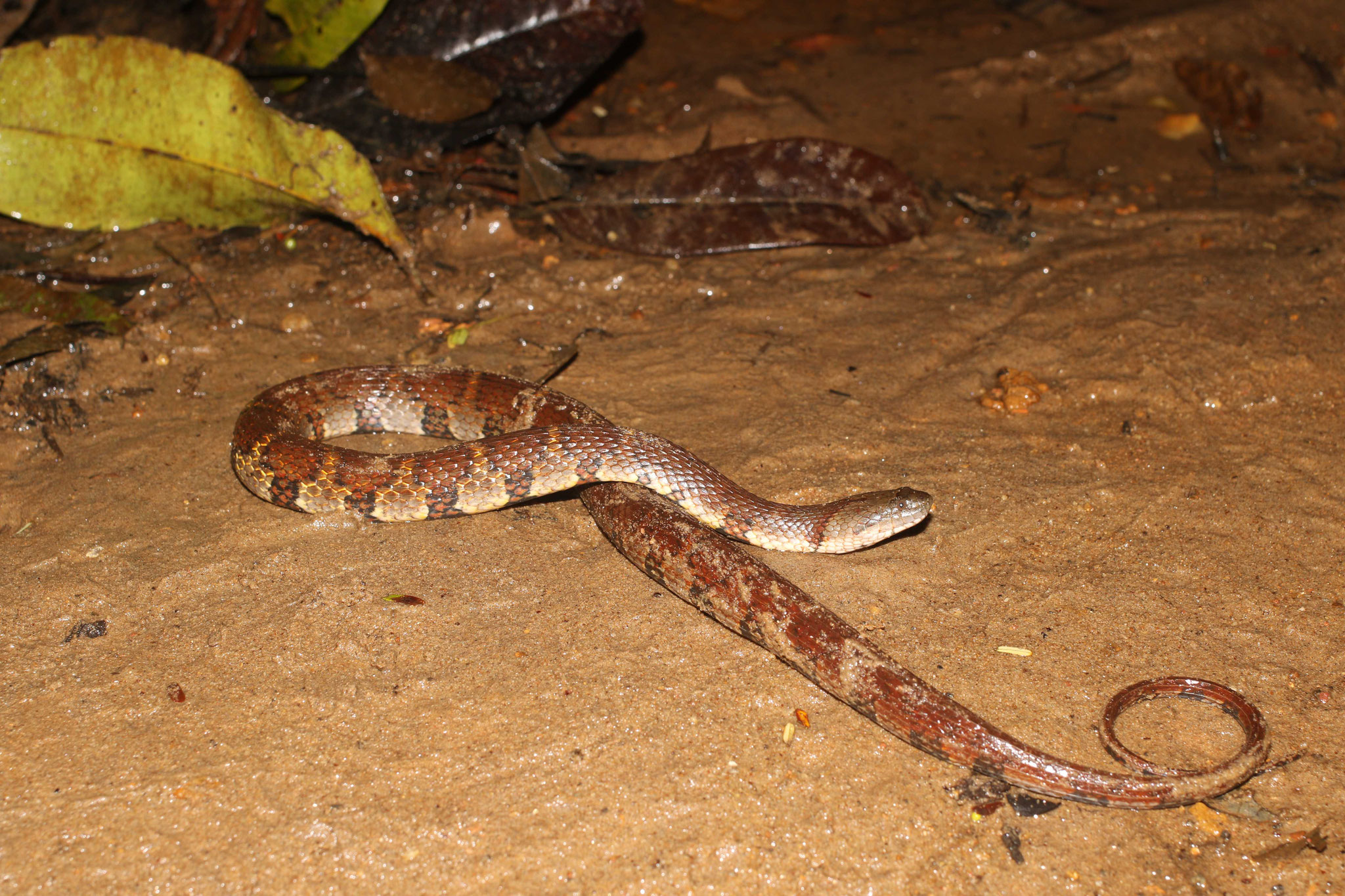 Helicops angulatus