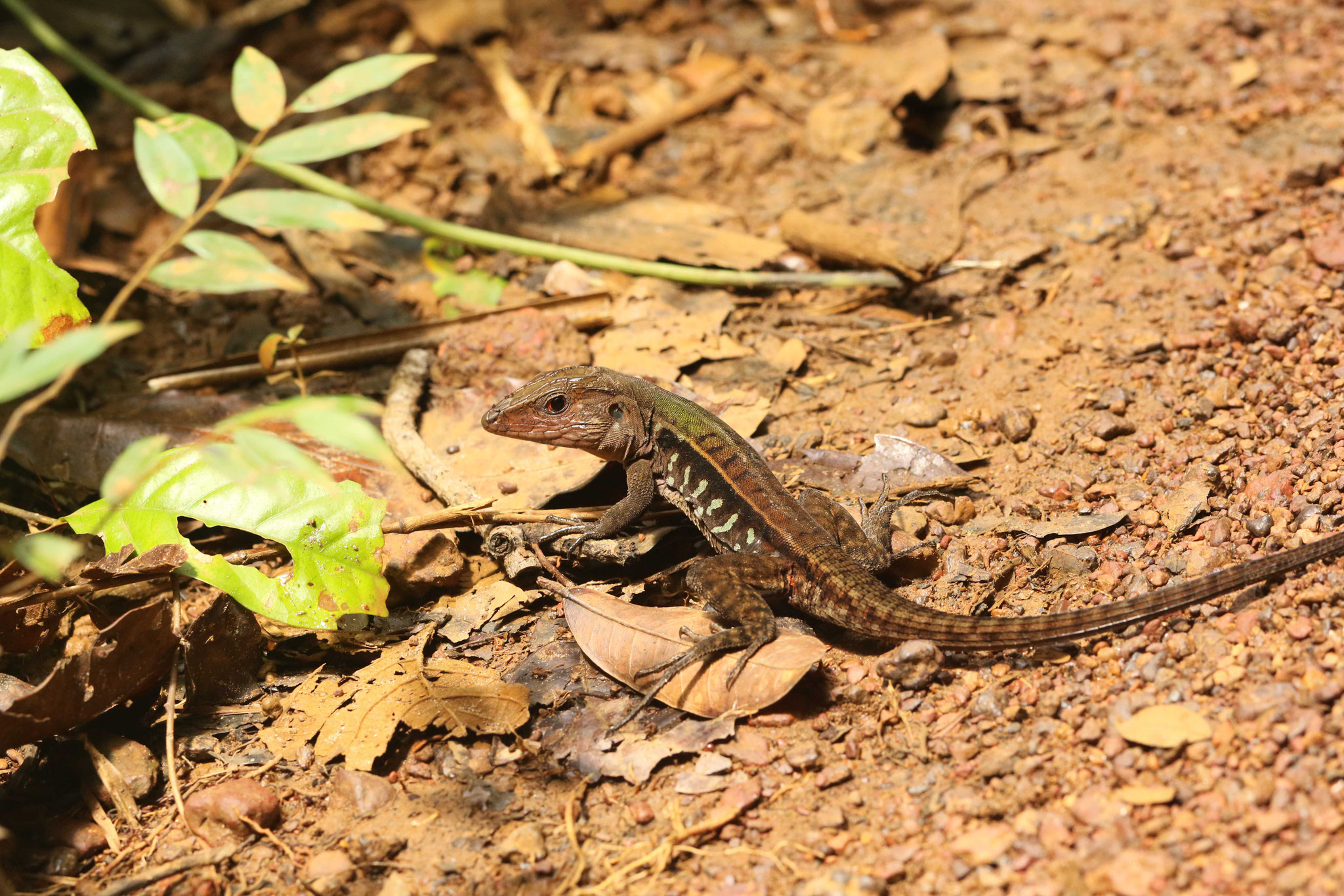 Kentropxy calcarata