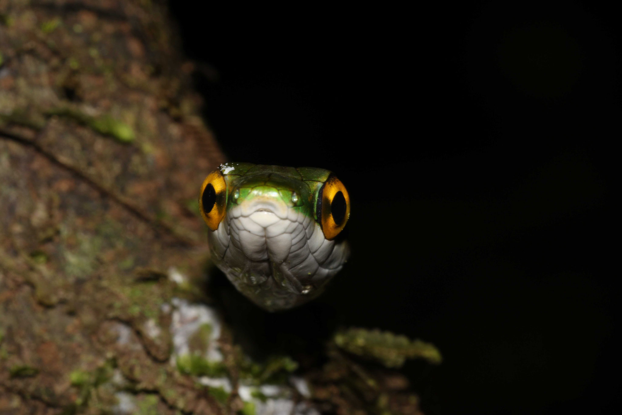 Leptophis ahaetulla