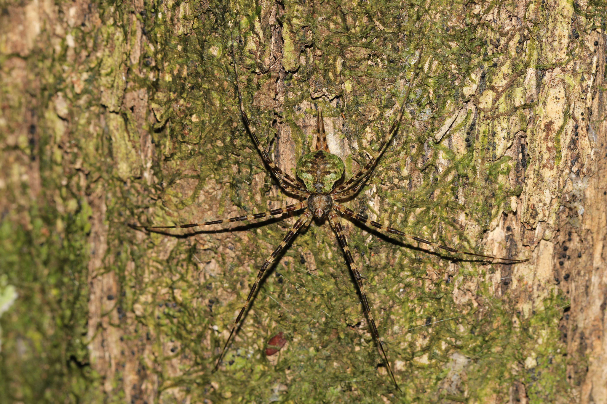 Hersiliidé sp