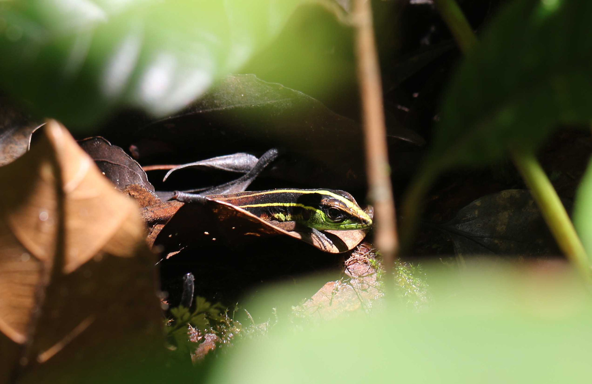 Kentropxy calcarata