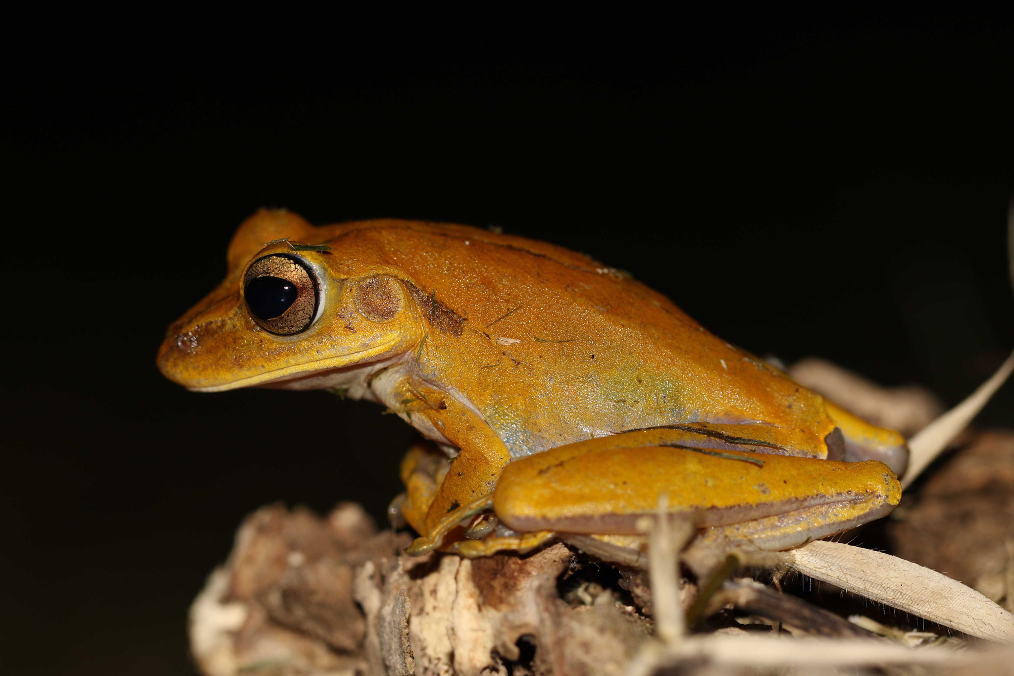 Boana calcarata