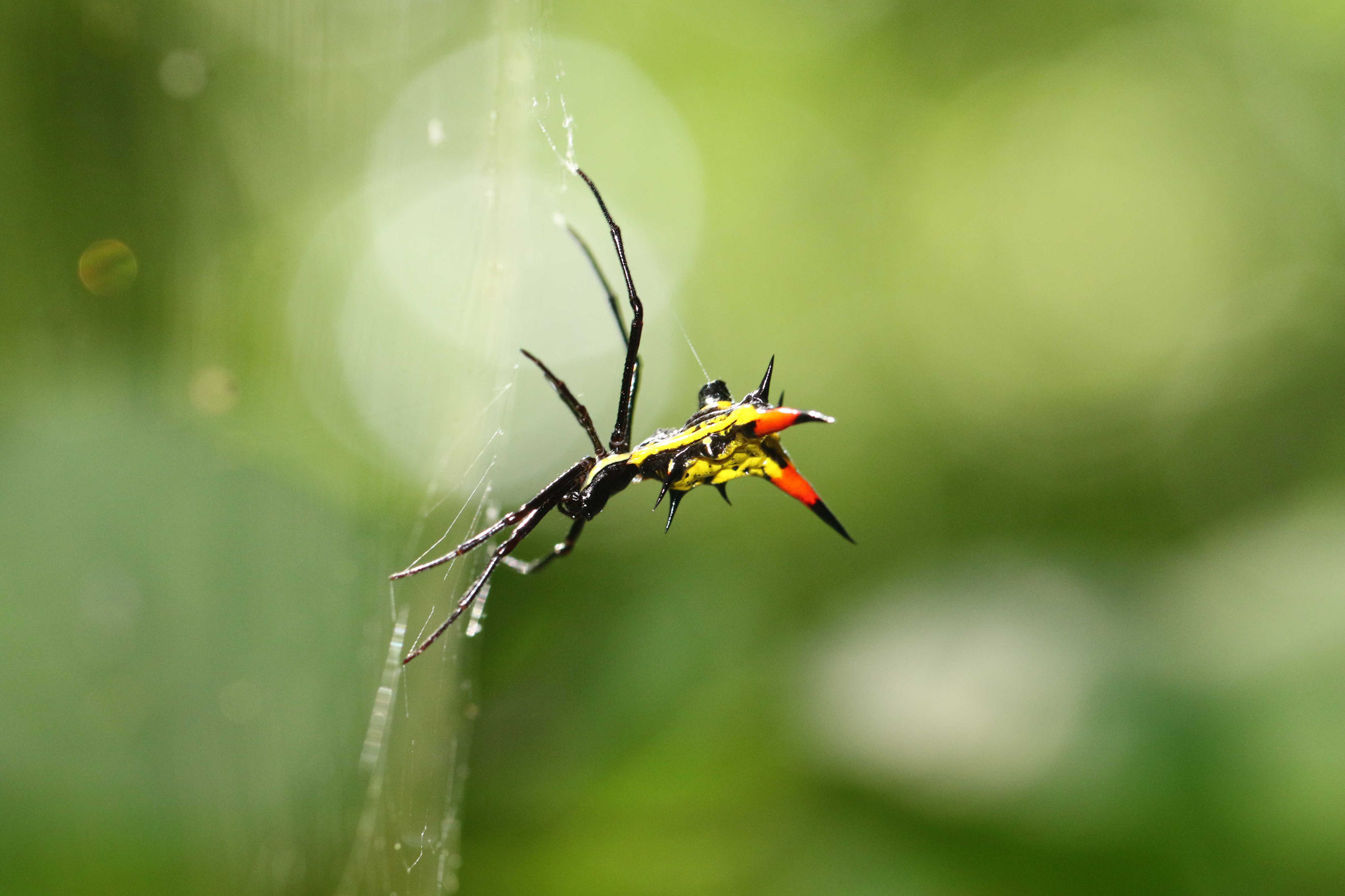 Micrathena schreibersi