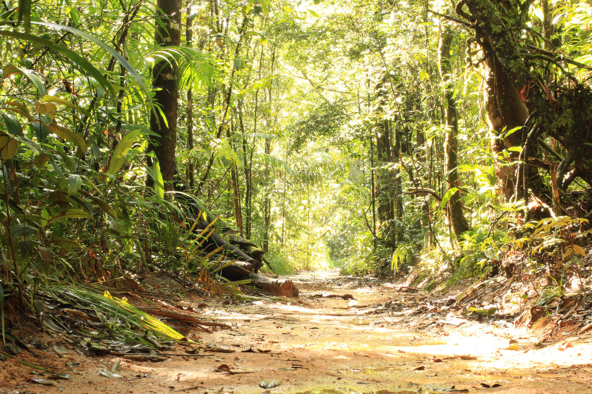 Sentier du bagne des annamites, forêt de repousse