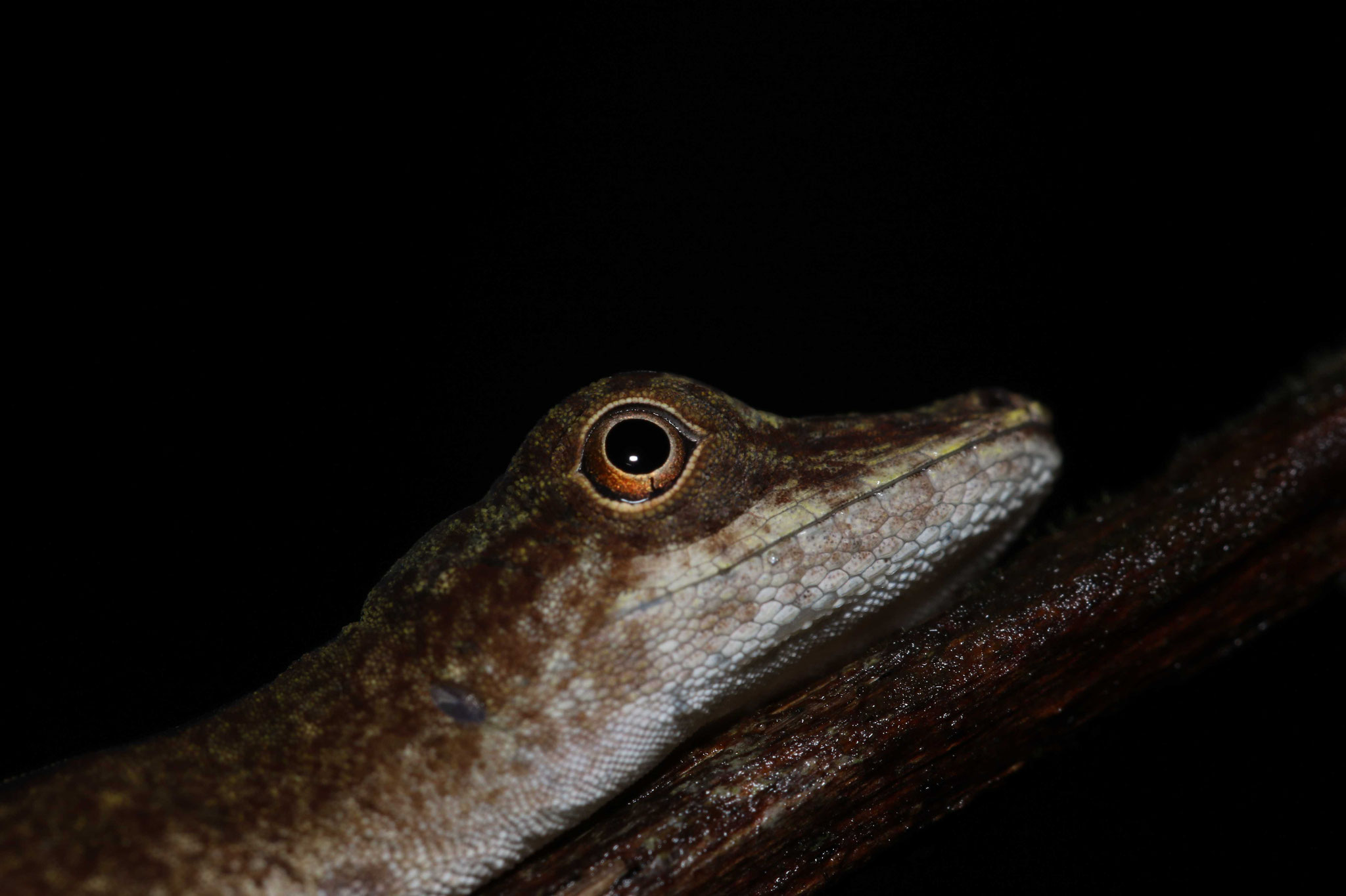 Anolis fuscoauratus