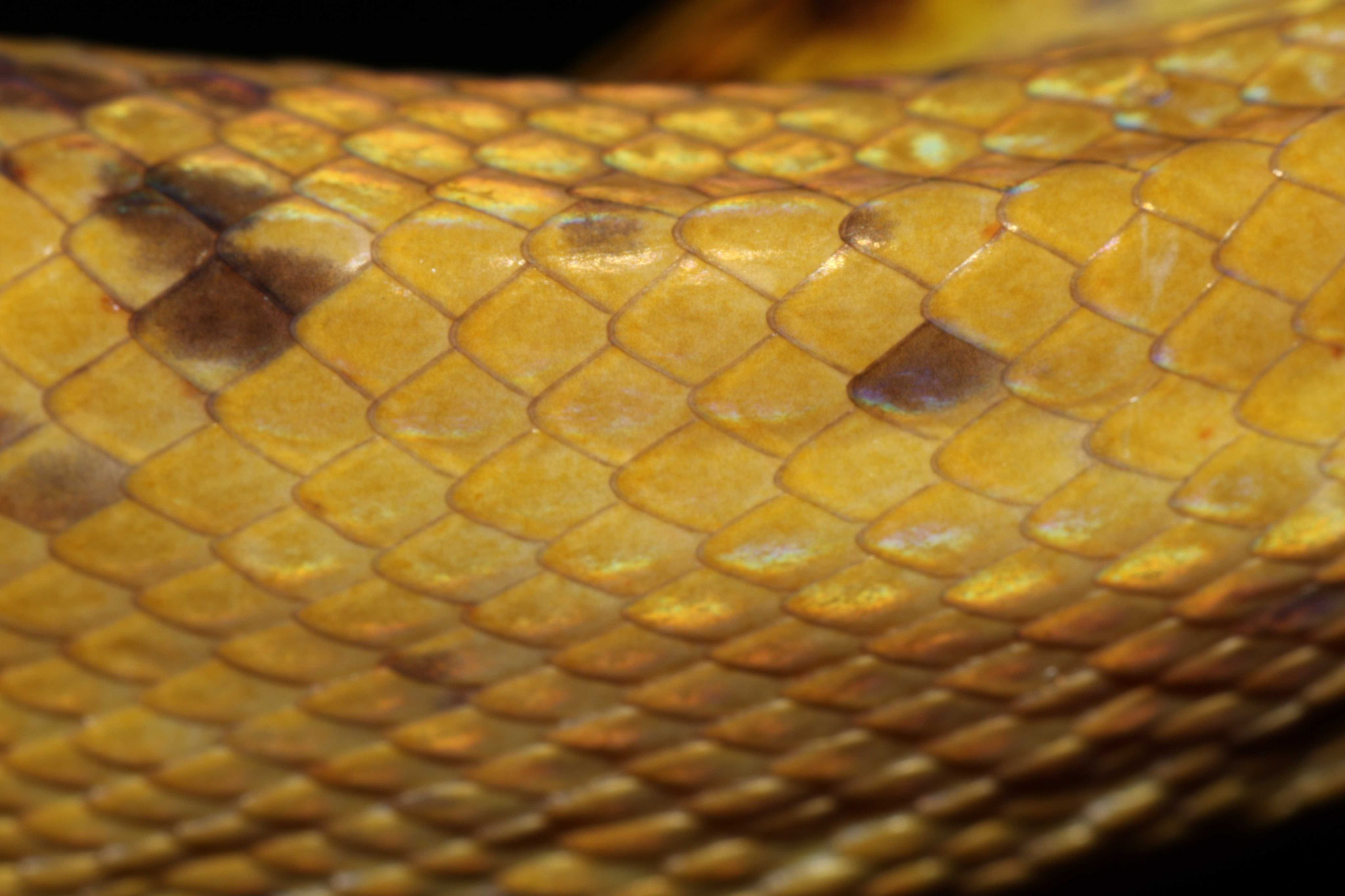 Corallus hortulana