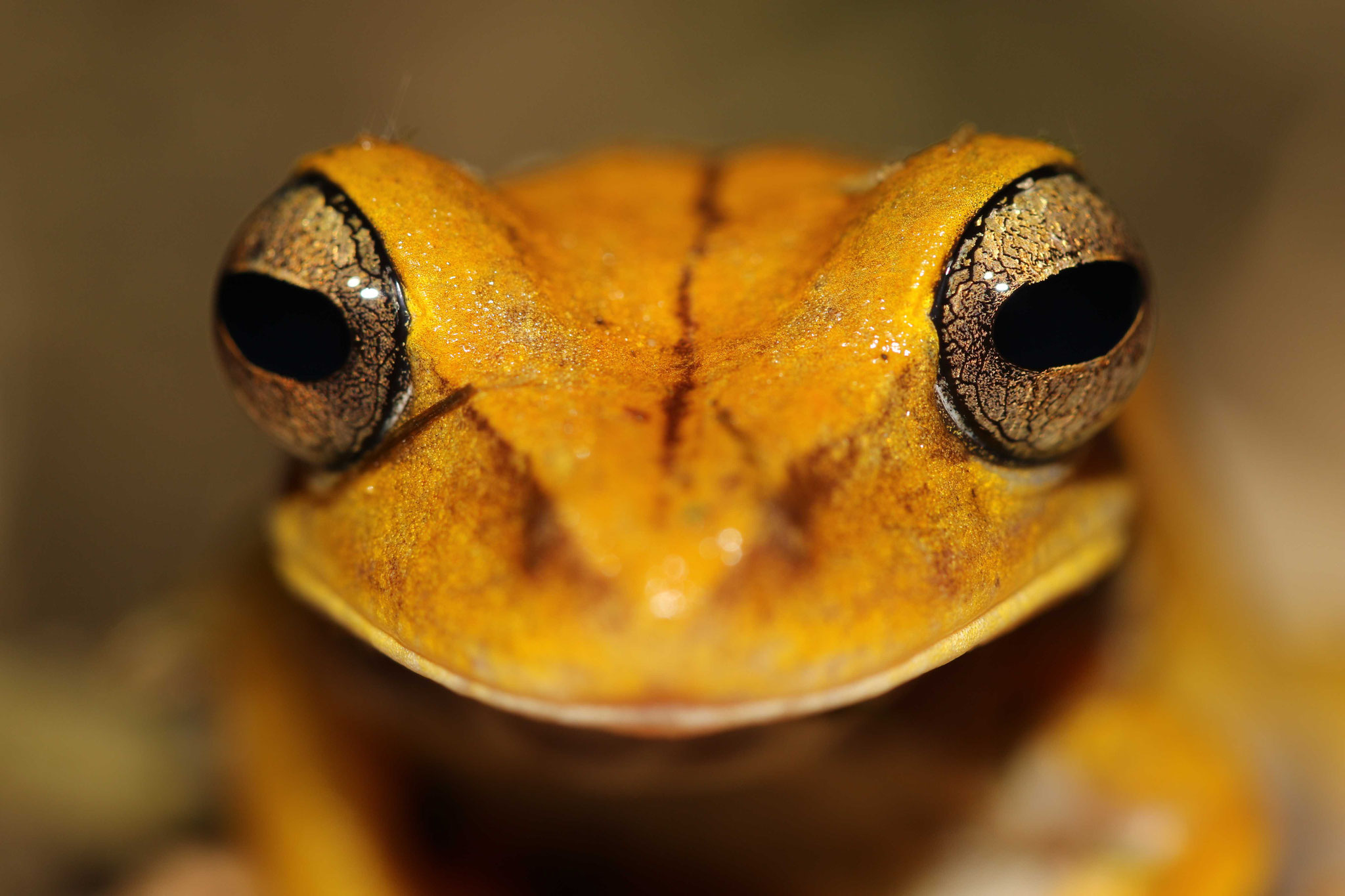 Boana calcarata