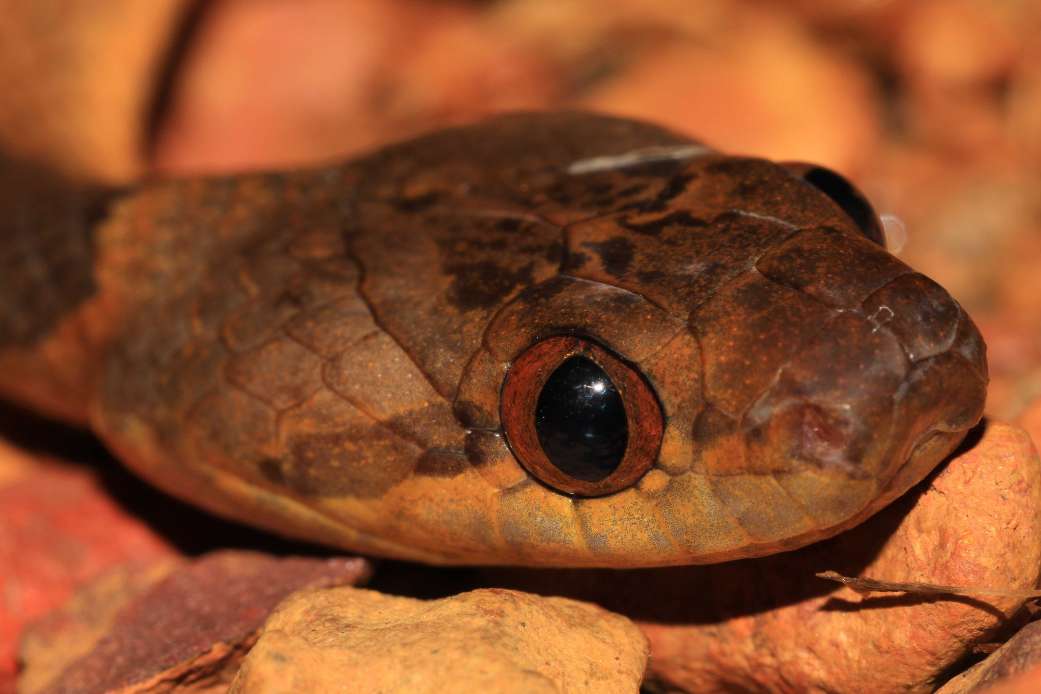 Leptodeira annulata