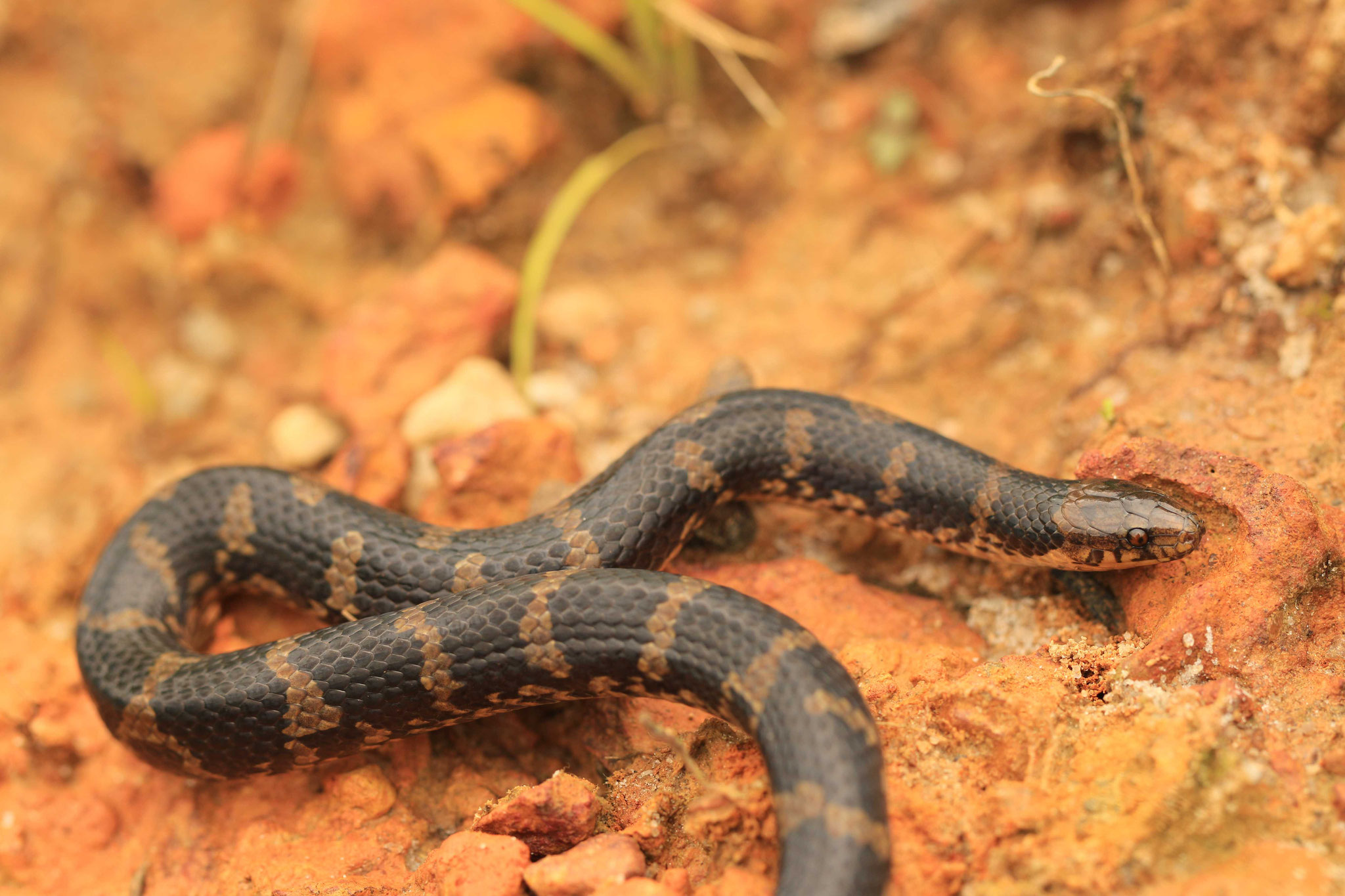 Atractus flammigerus