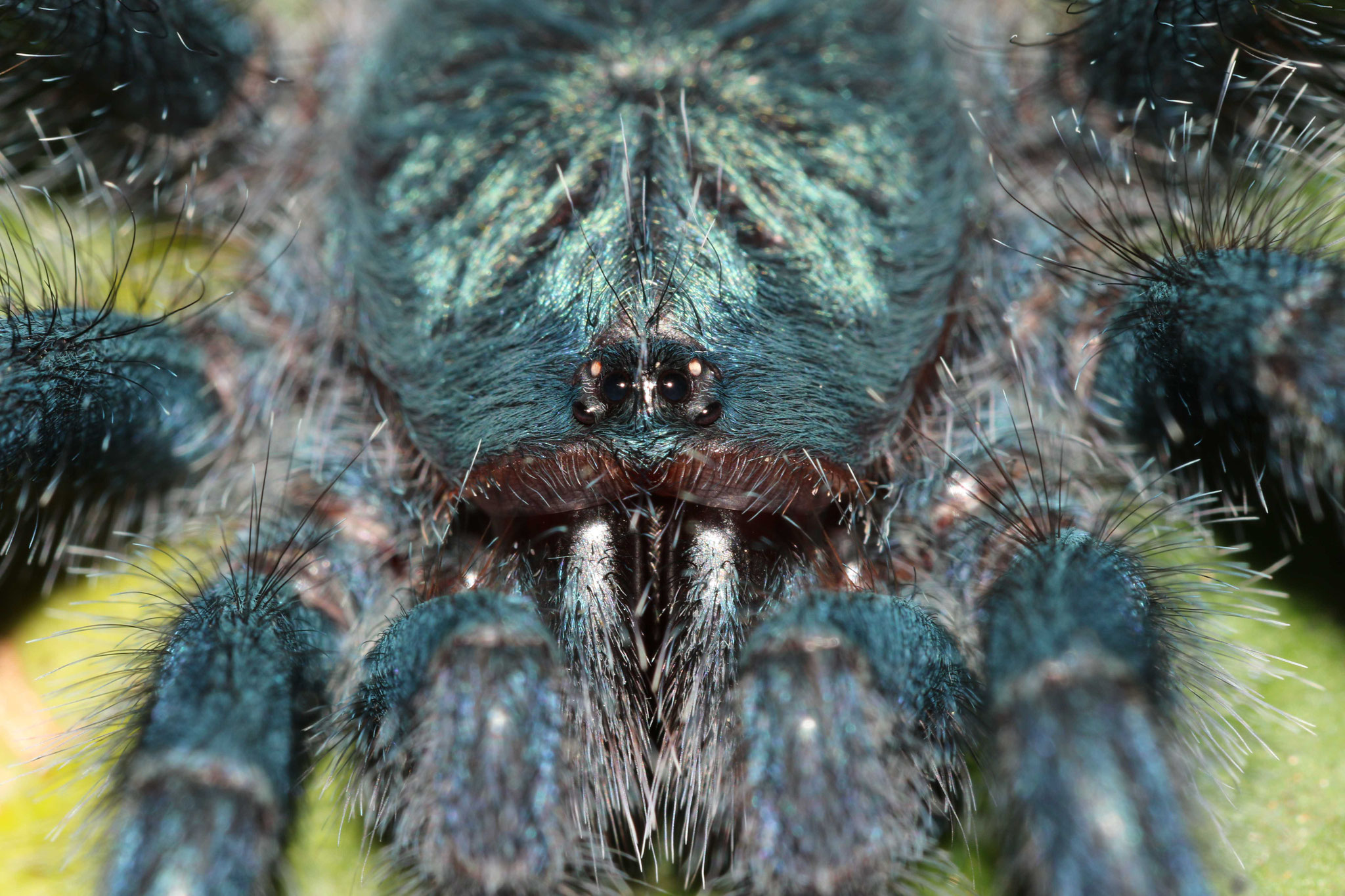Avicularia avicularia