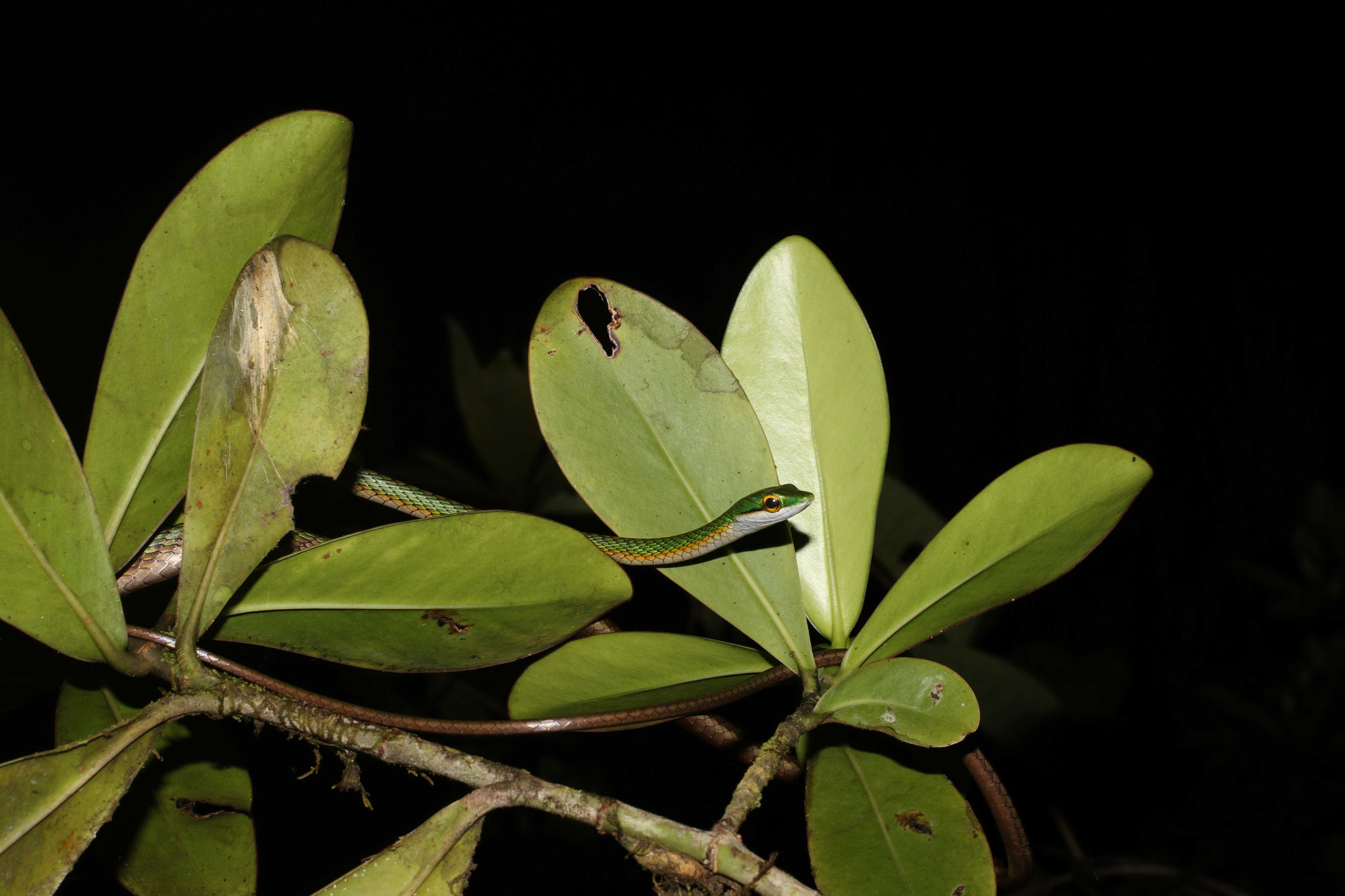 Leptophis ahaetulla