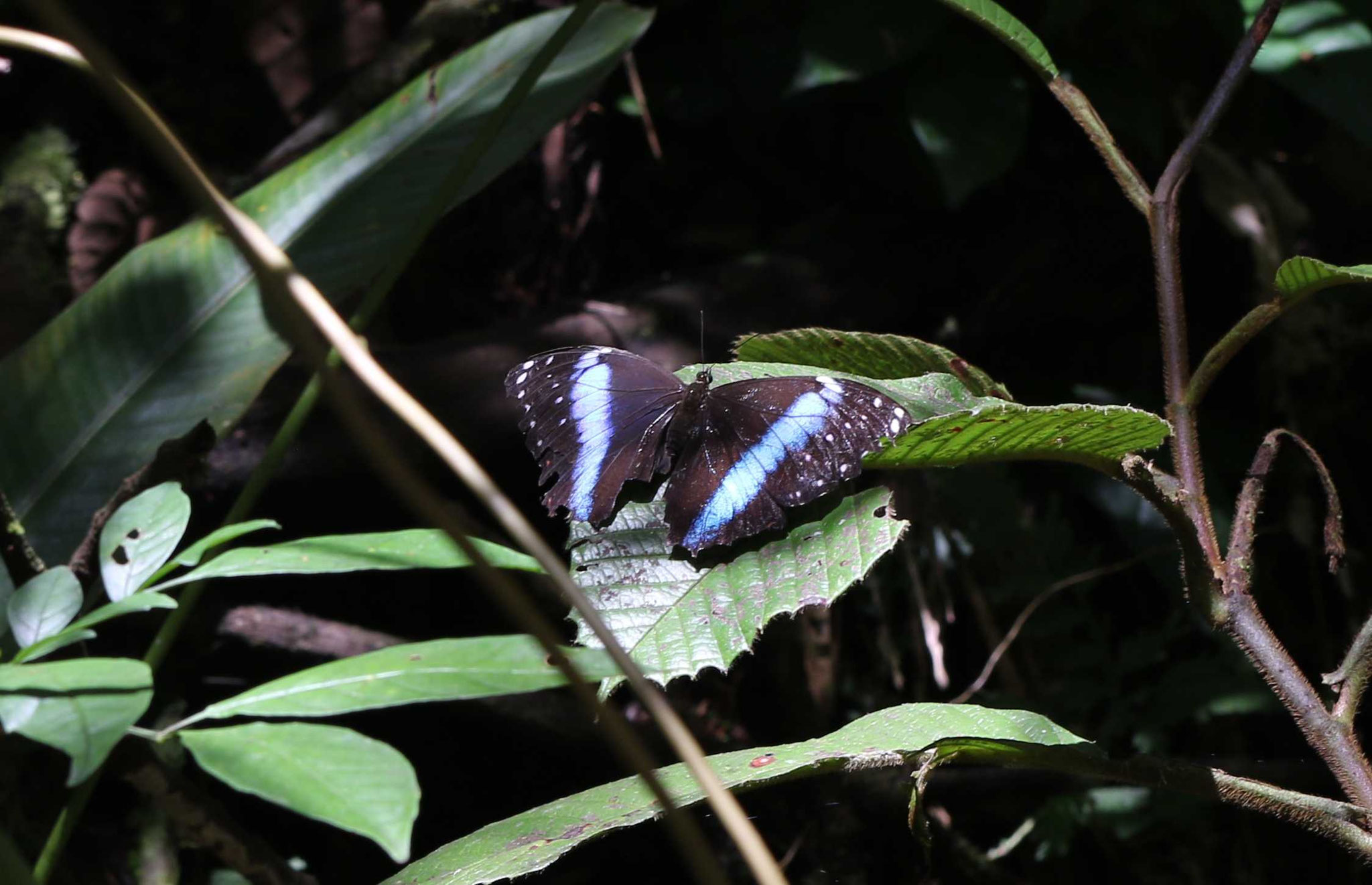 Morpho sp
