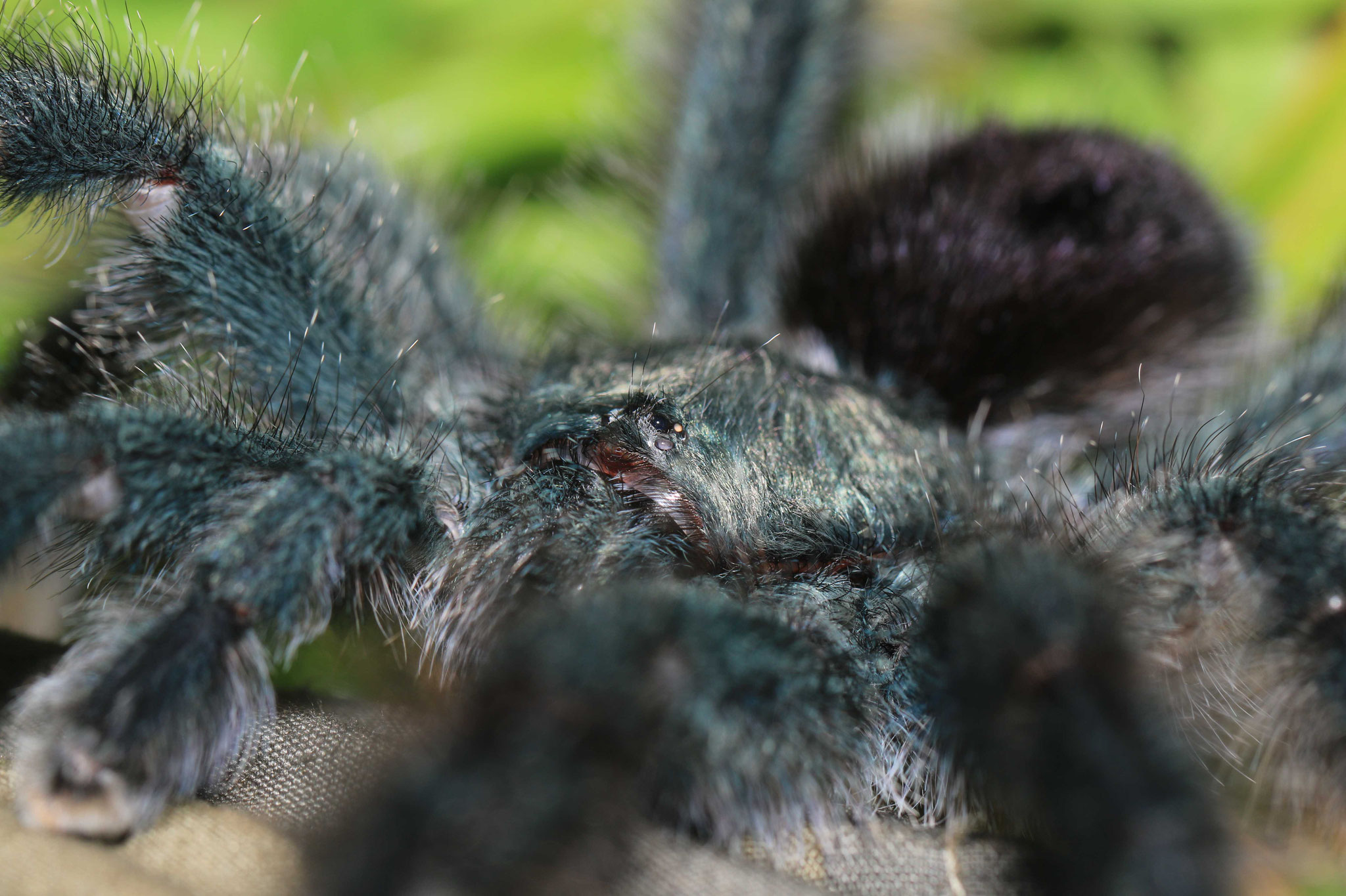 Avicularia avicularia