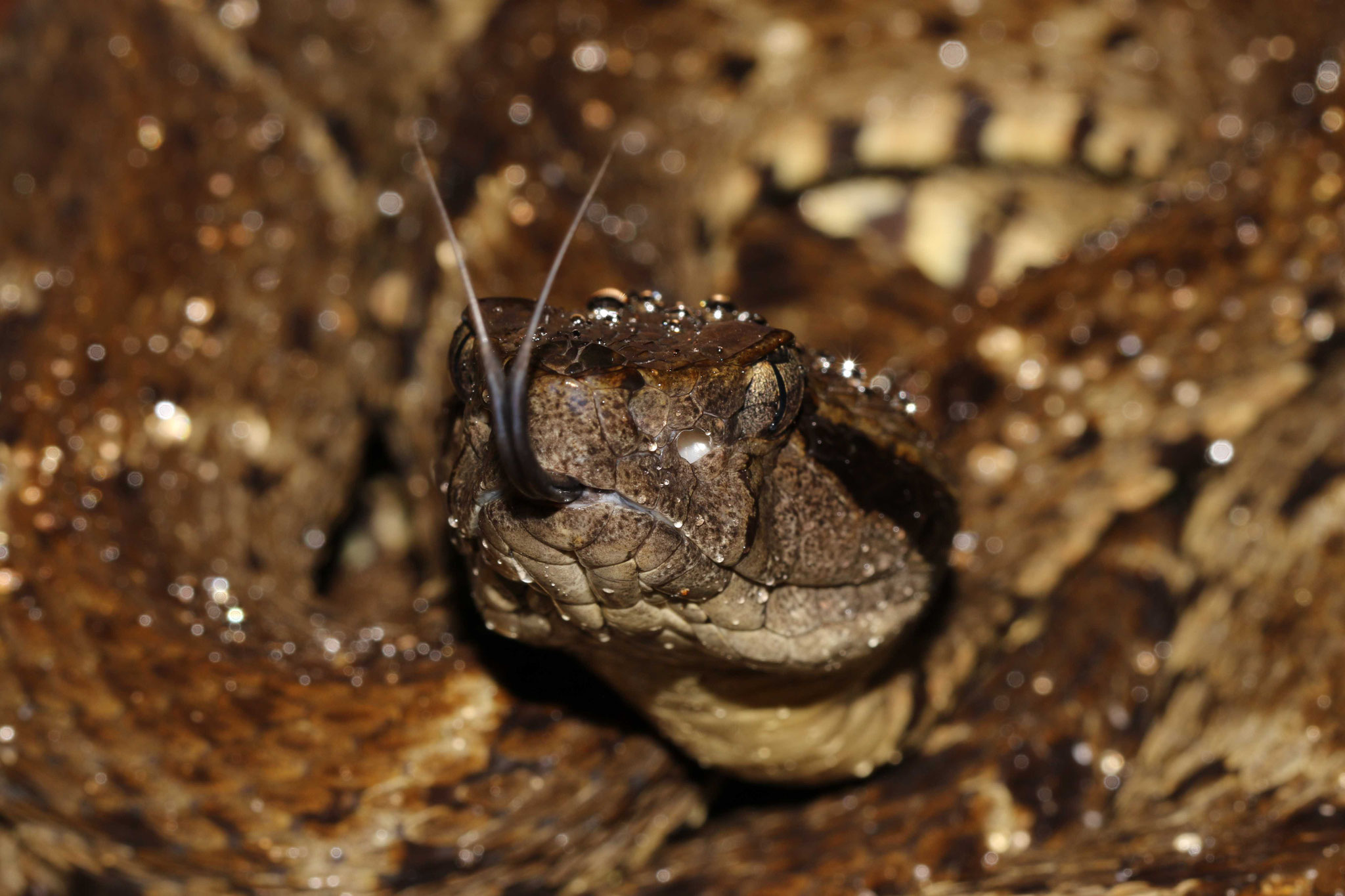 Bothrops atrox