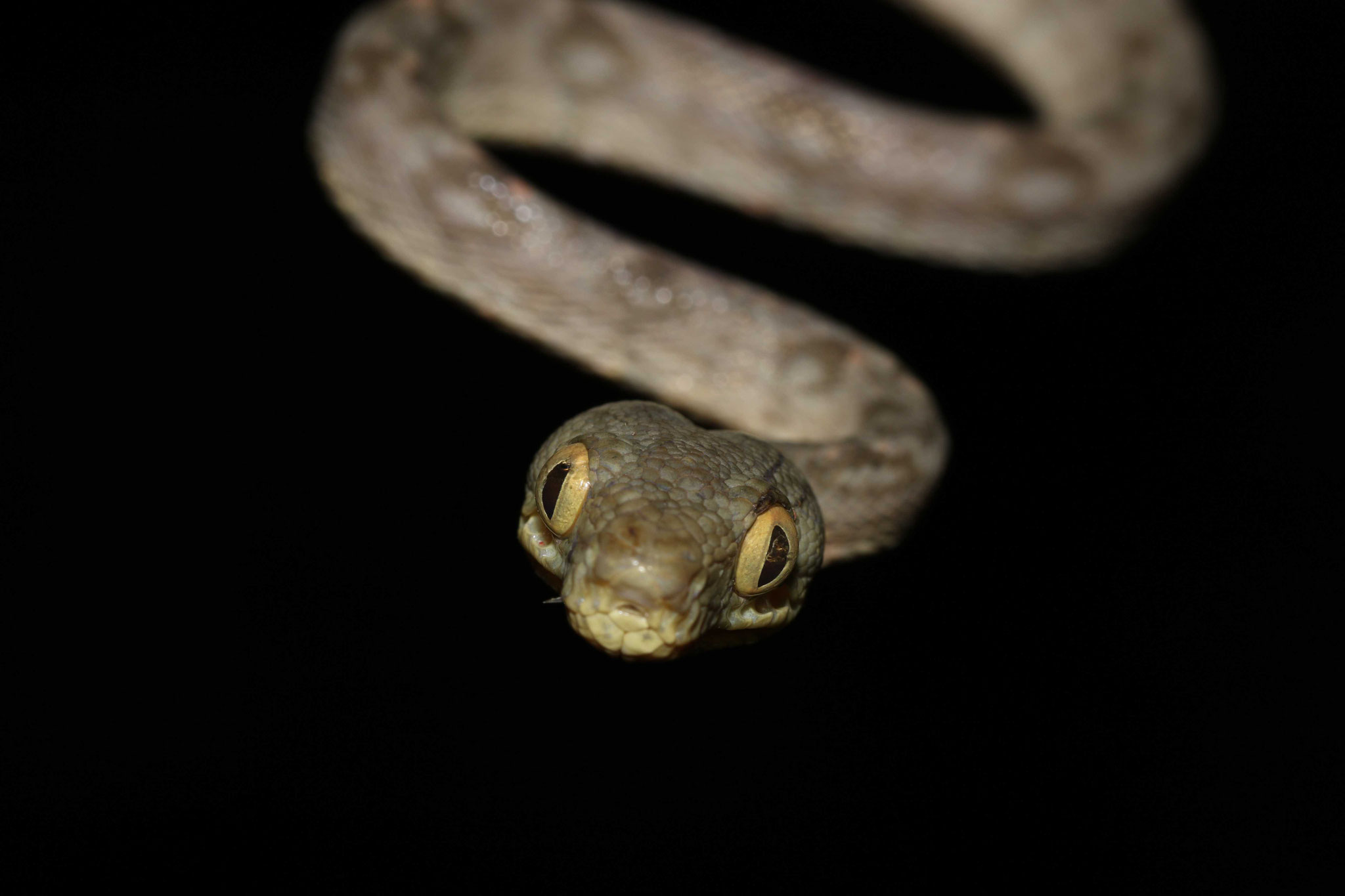 Corallus hortulana