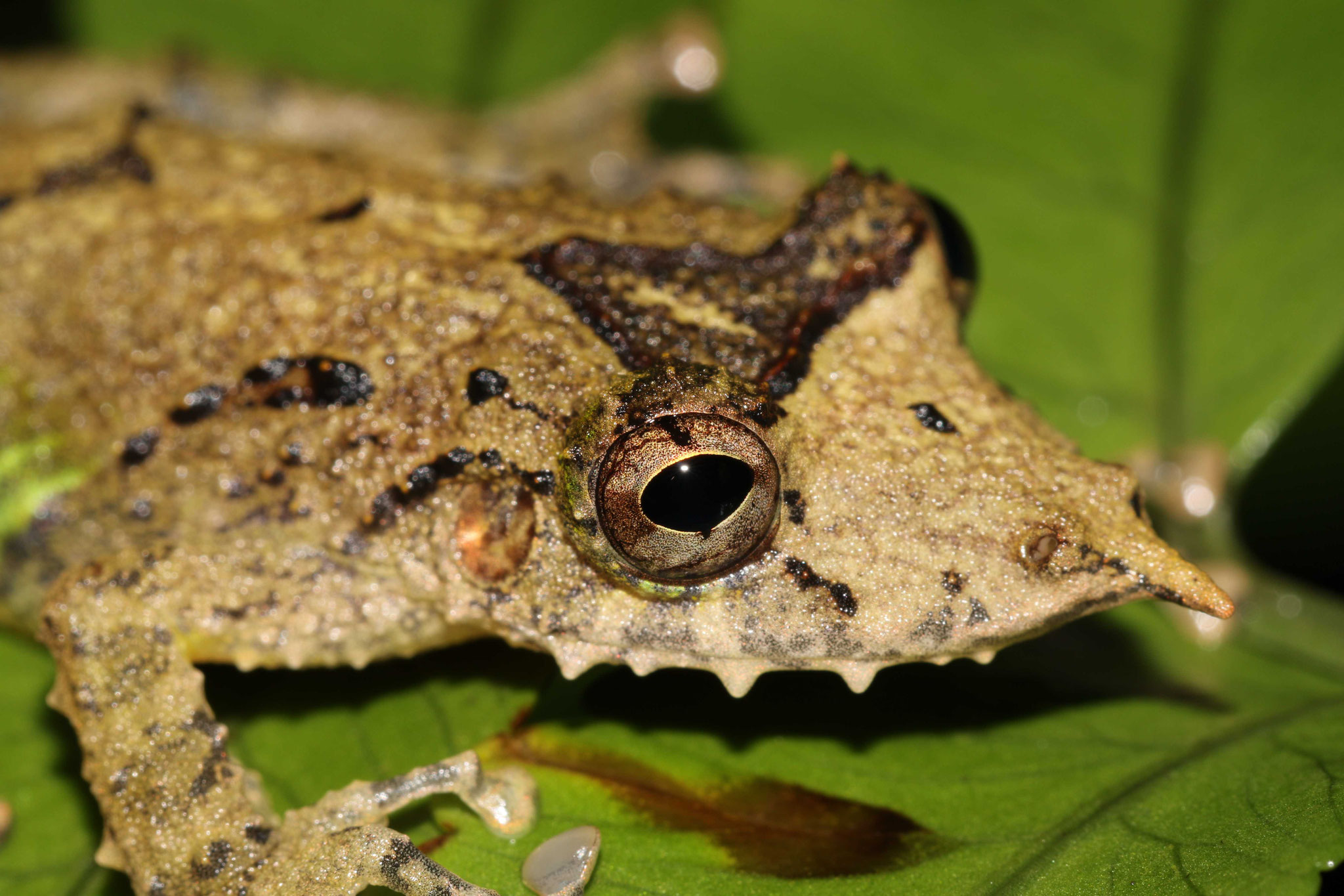 Scinax proboscideus