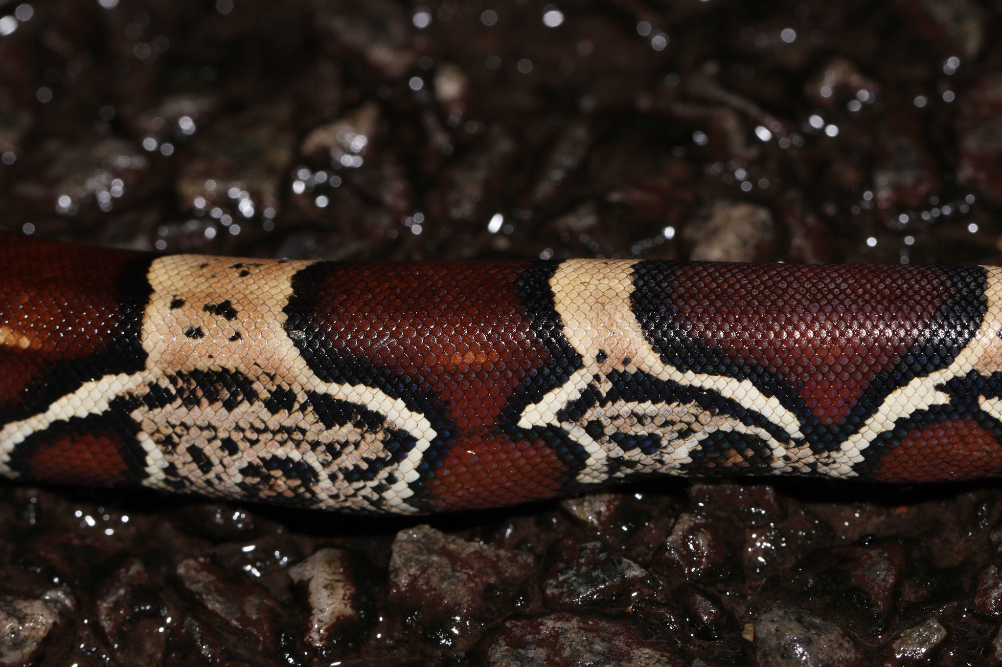 Boa constrictor