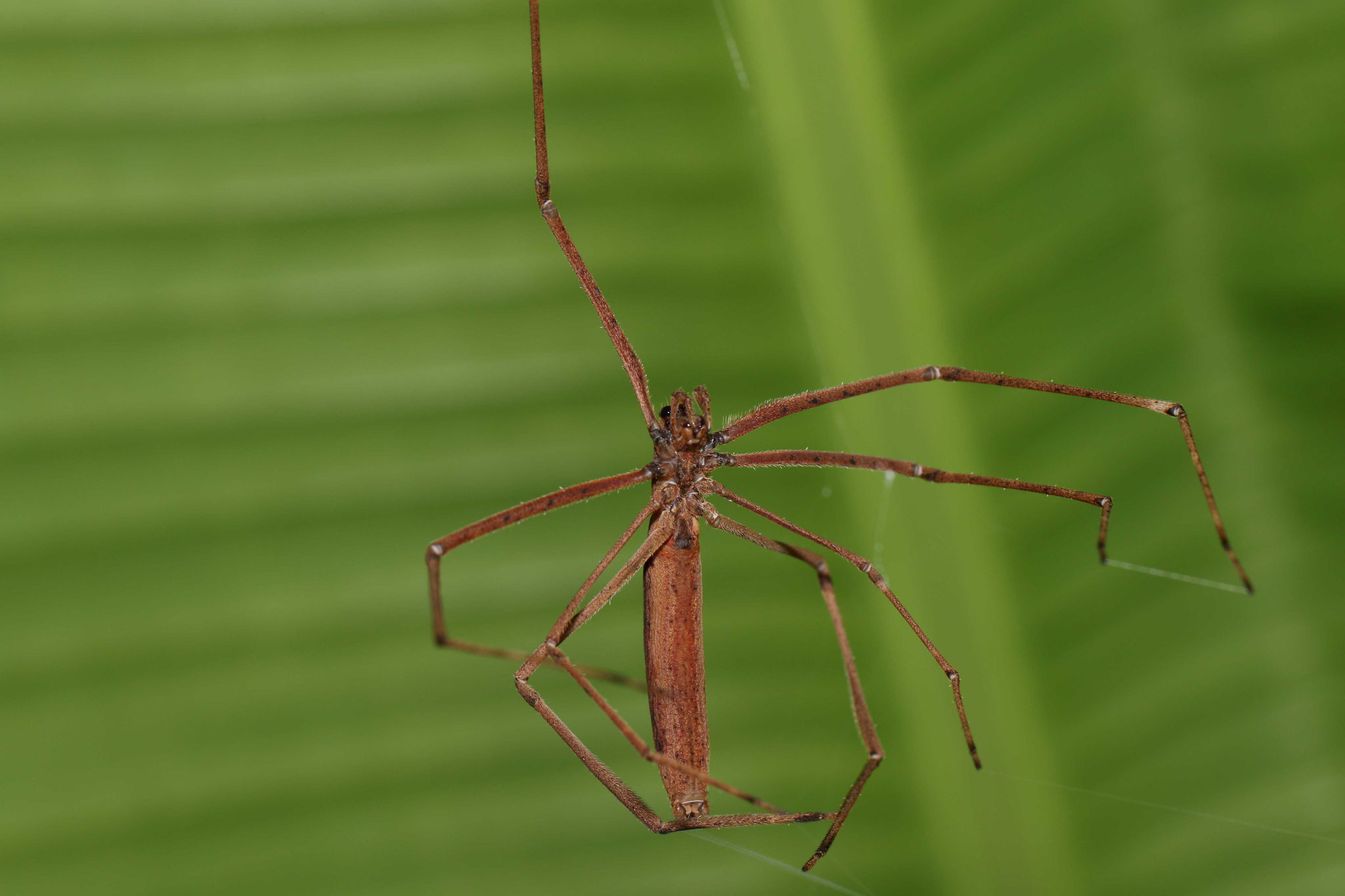 Deinopis sp