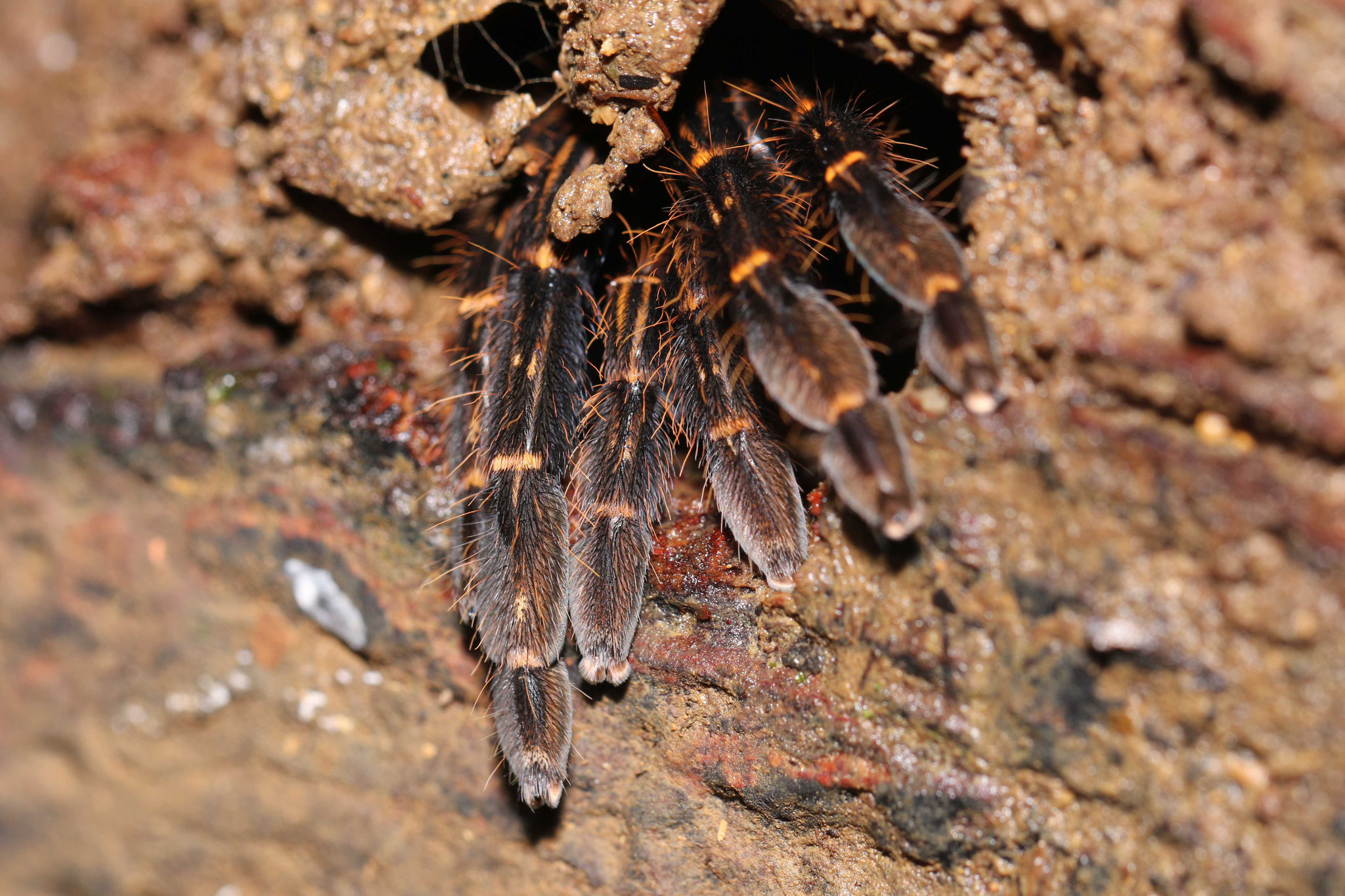 Ephebopus rufescens