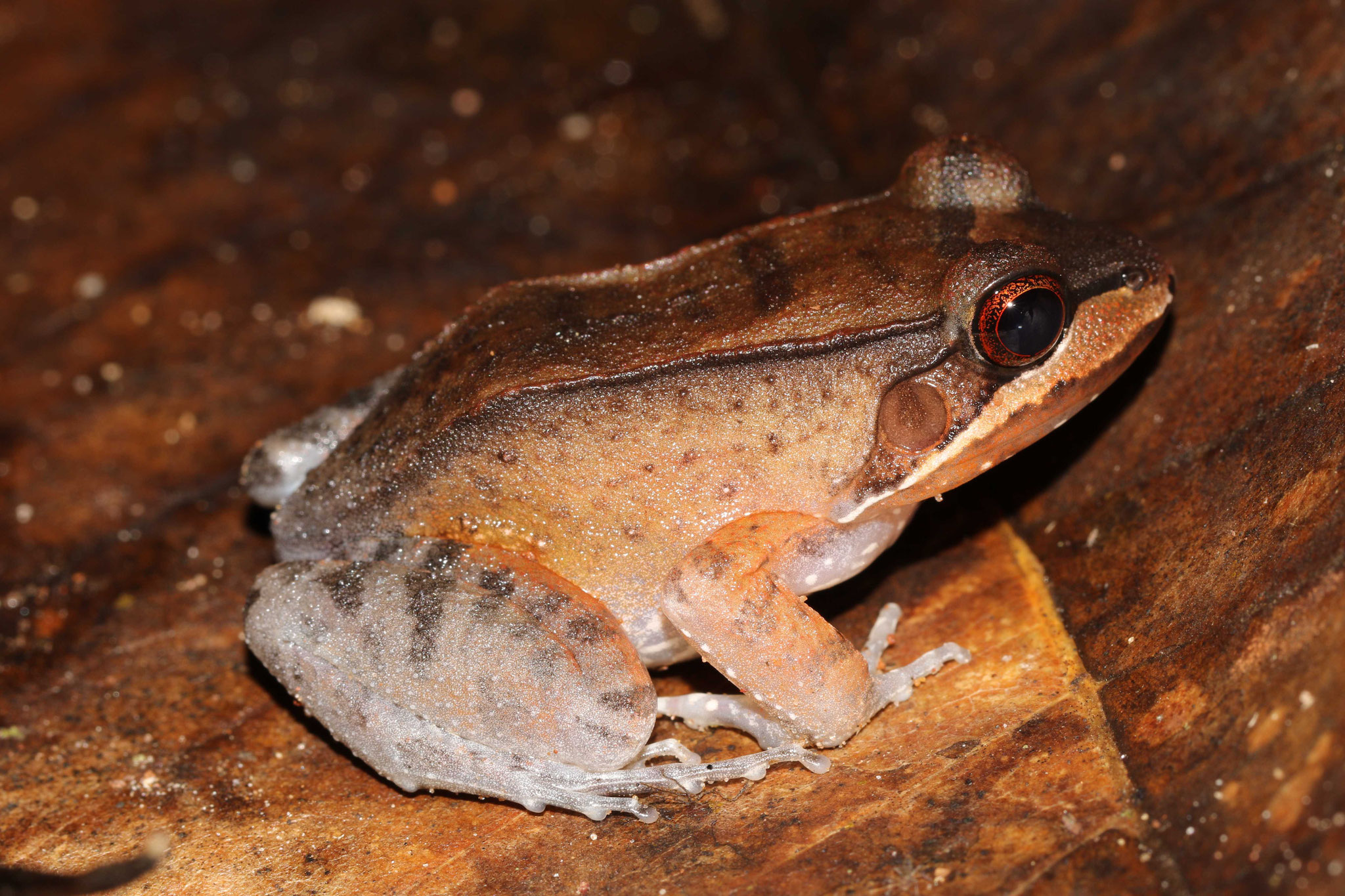 Leptodactylus rhodomystax