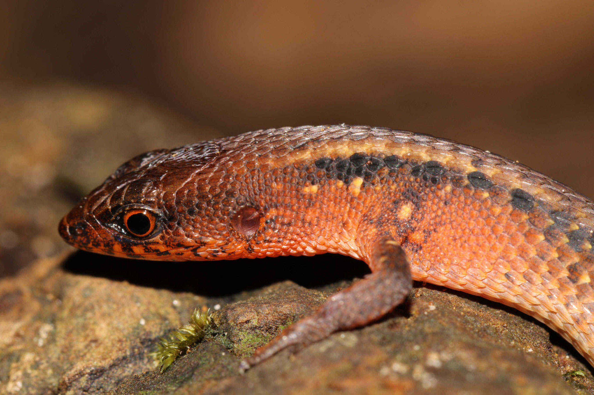 Amapasaurus tetradactylus