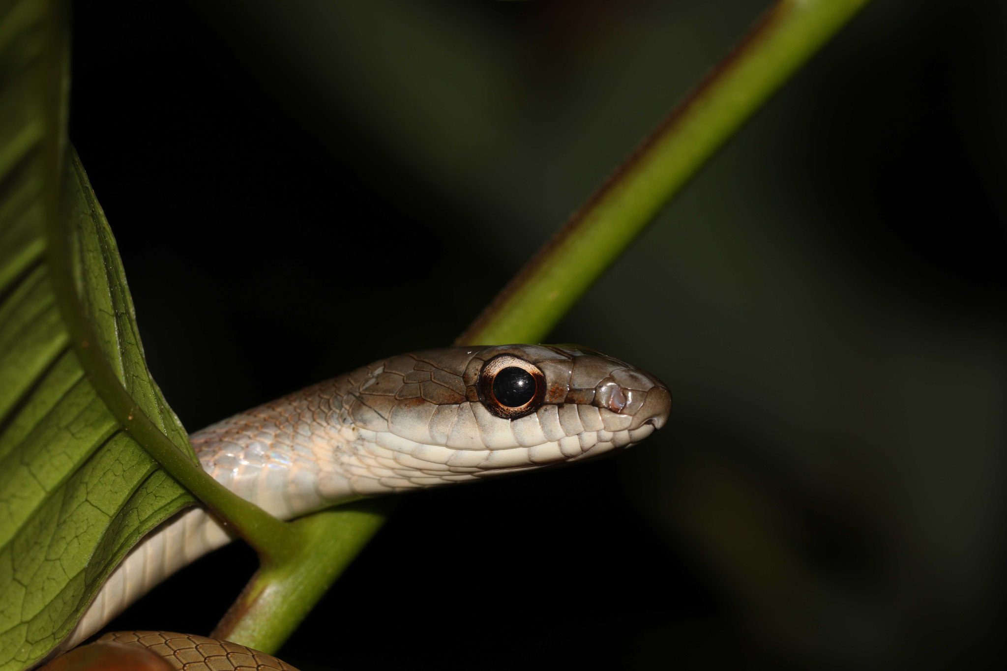 Mastigodryas boddaerti