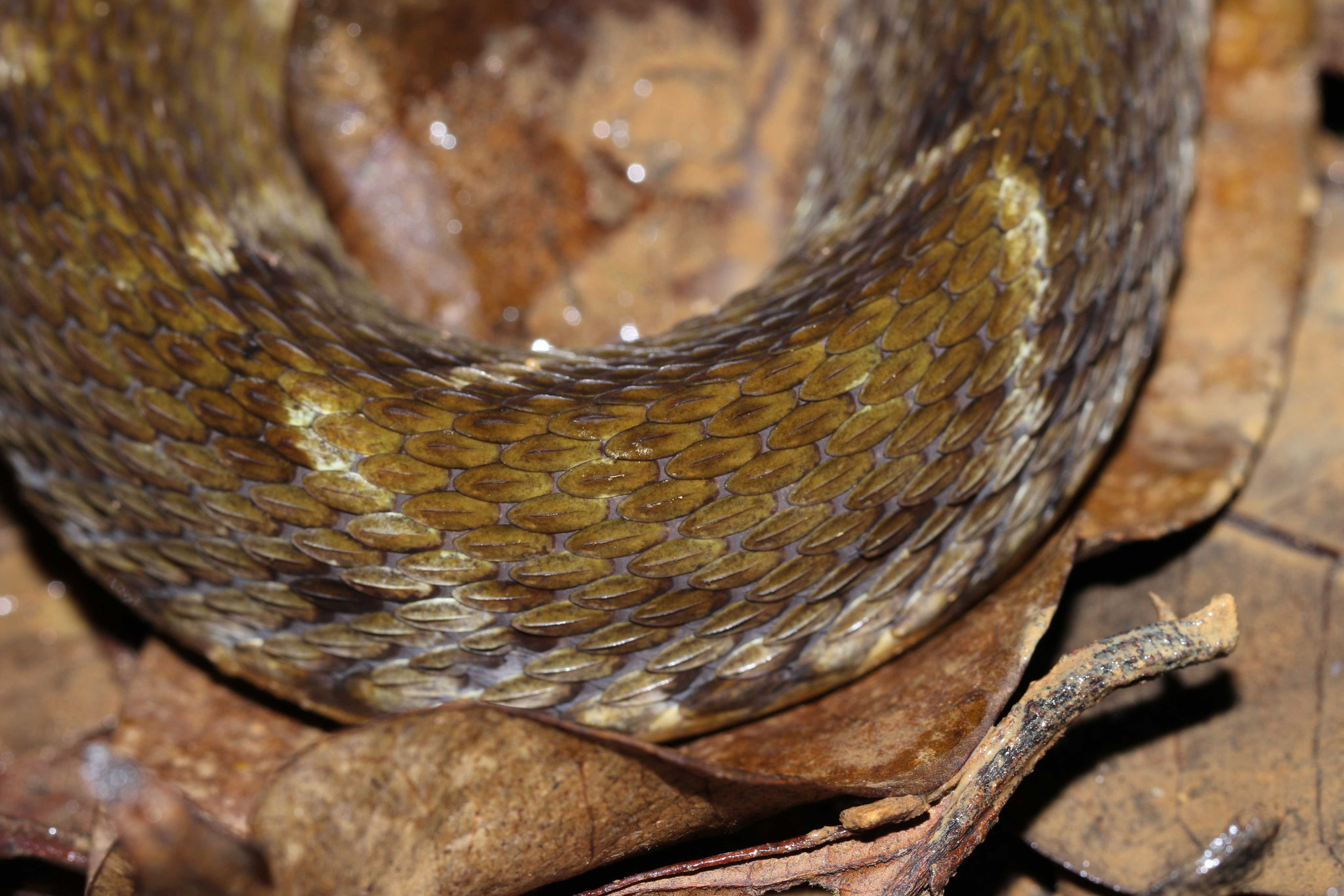Bothrops atrox