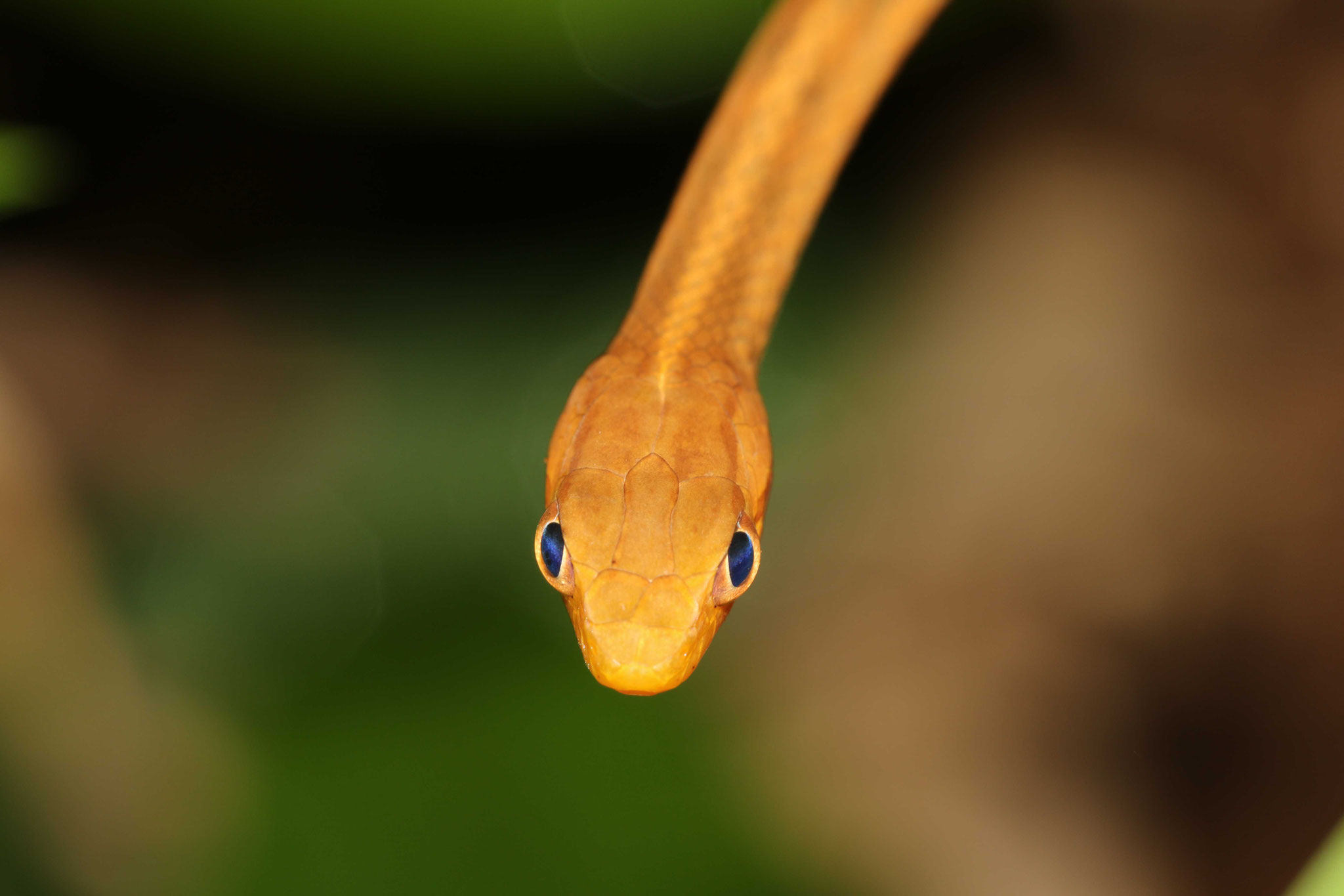 Thamnodynastes pallidus