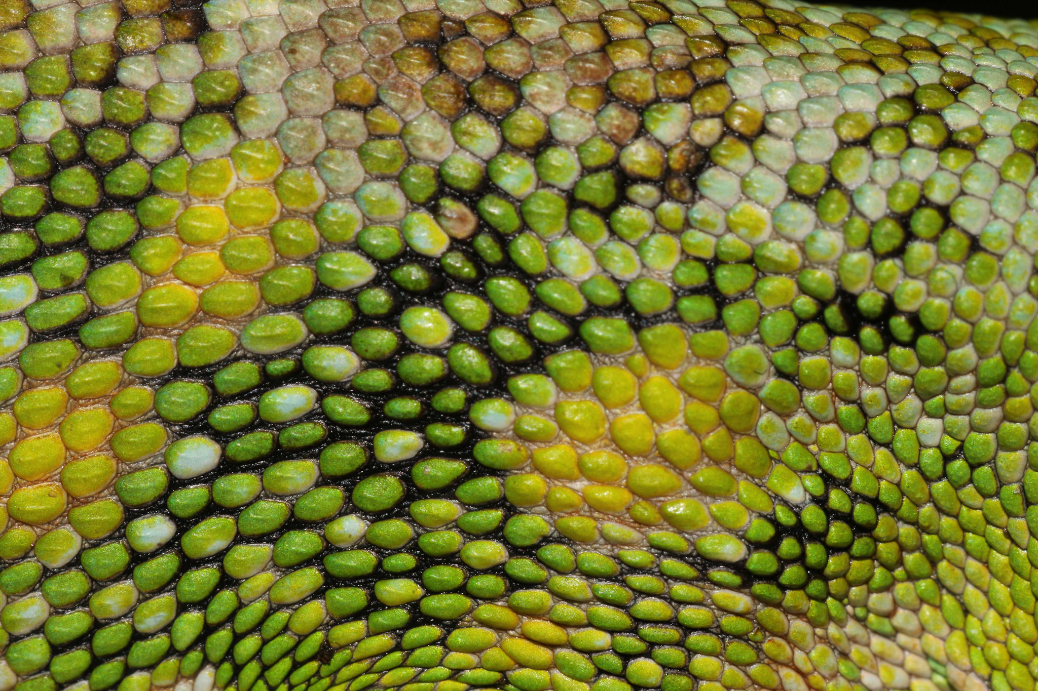 Polychrus marmoratus